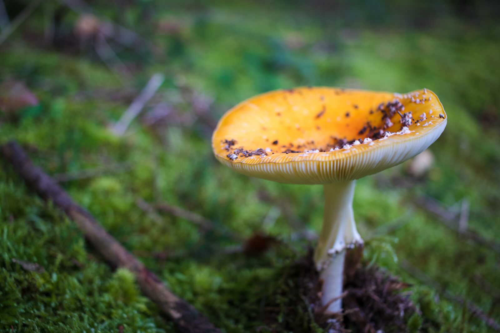 Canon EOS 80D sample photo. Forest, mushroom, nature photography