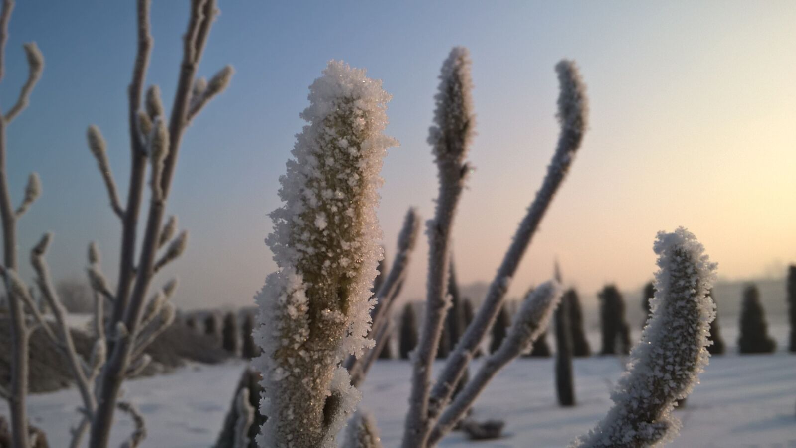 Microsoft Lumia 640 LTE sample photo. Winter, snow, frost photography