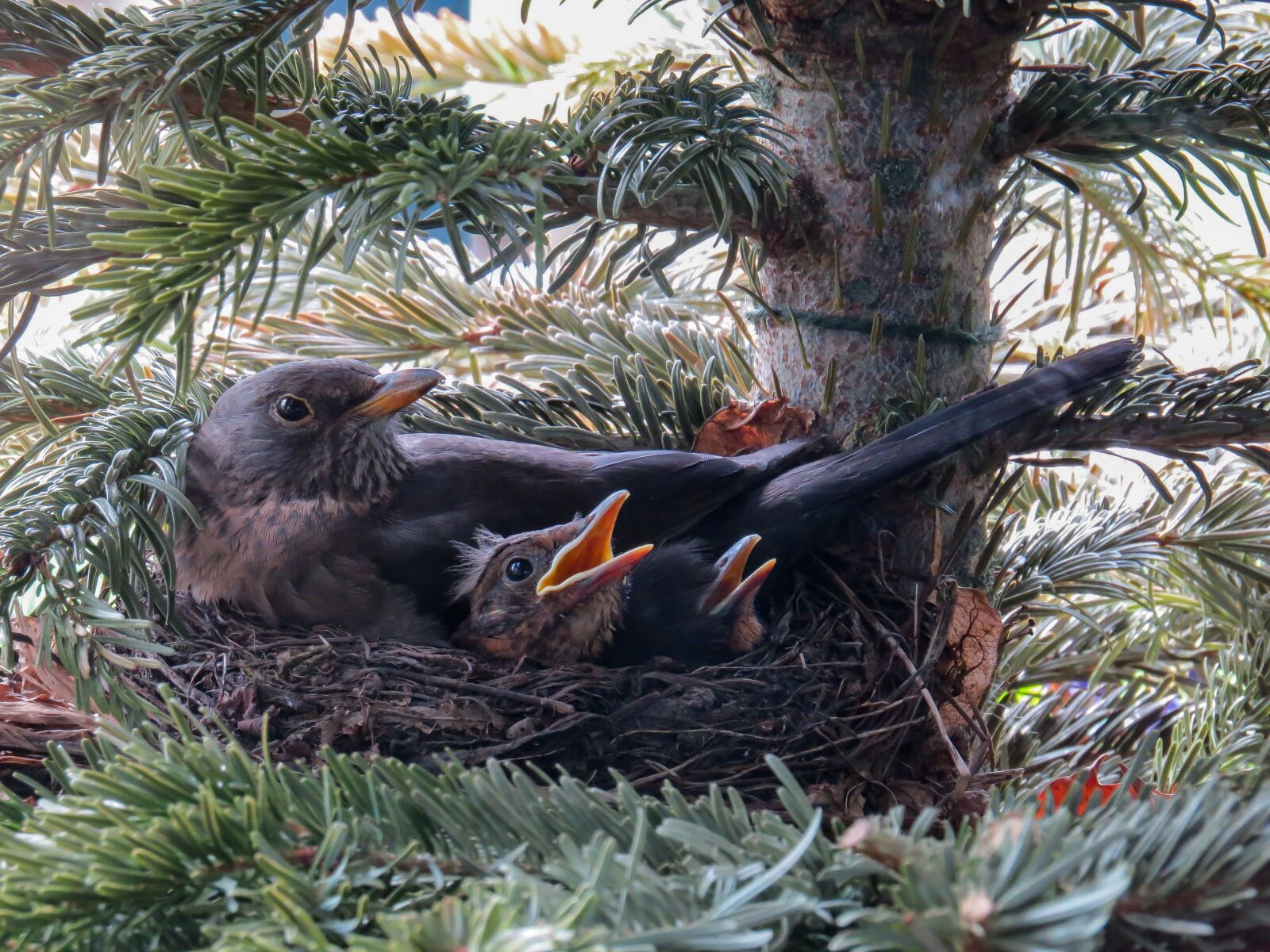 Canon PowerShot SX50 HS sample photo. Bird, blackbird, nest photography