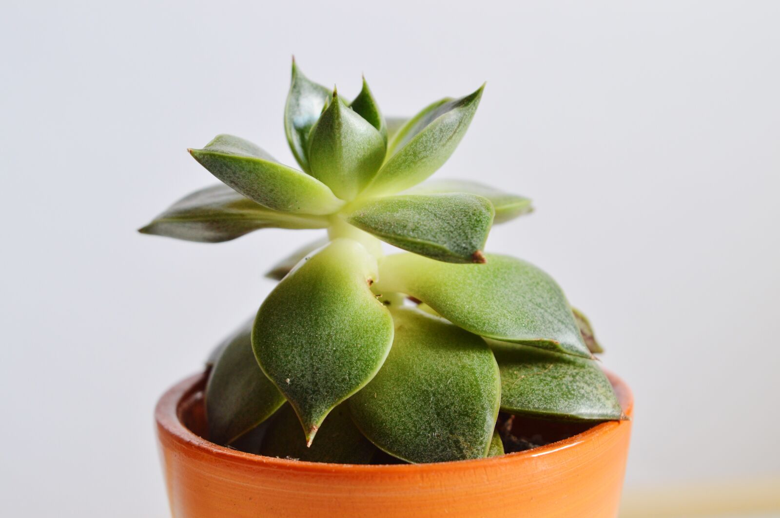 Nikon D3200 sample photo. Airy, plant, plant, pot photography