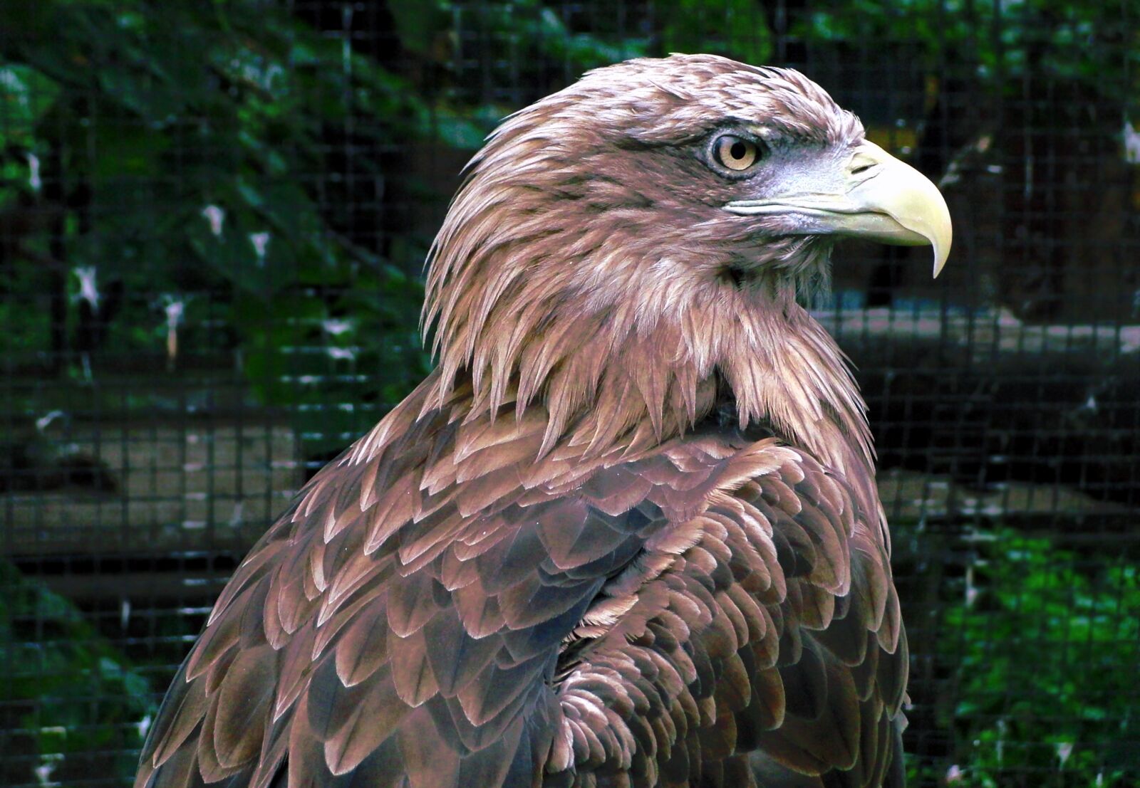 CASIO EX-FC100 sample photo. Golden eagle, bird of photography