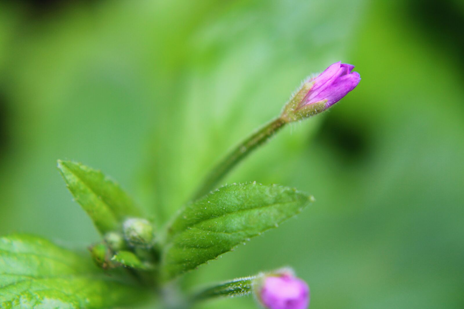 Canon EOS 2000D (EOS Rebel T7 / EOS Kiss X90 / EOS 1500D) sample photo. Bud, plant, lilac photography
