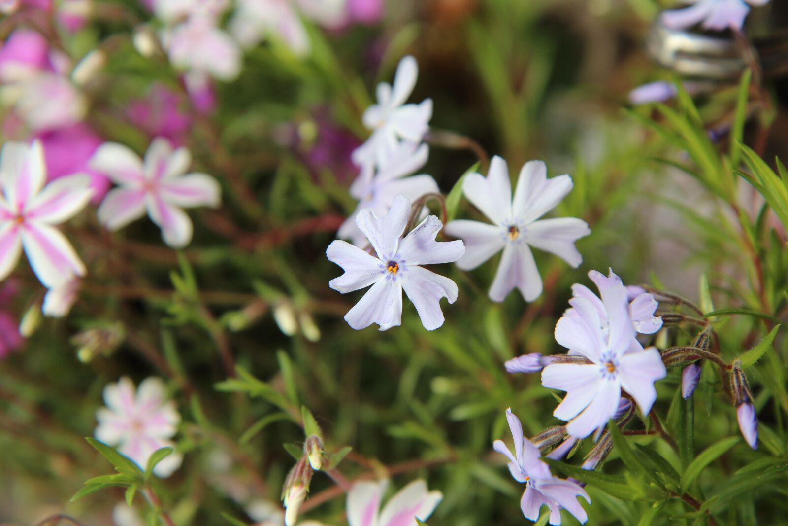 Canon EOS 600D (Rebel EOS T3i / EOS Kiss X5) sample photo. Phlox, phlox white, phlox photography