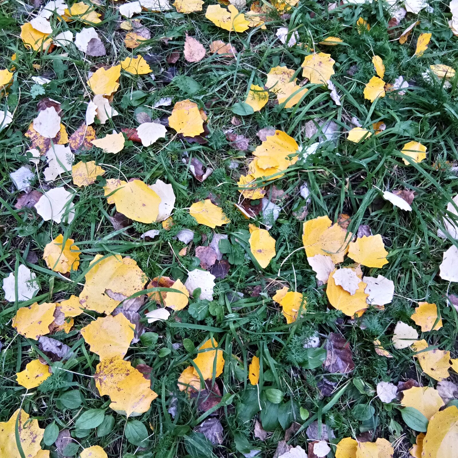 vivo V3M A sample photo. Leaves, grass, autumn photography