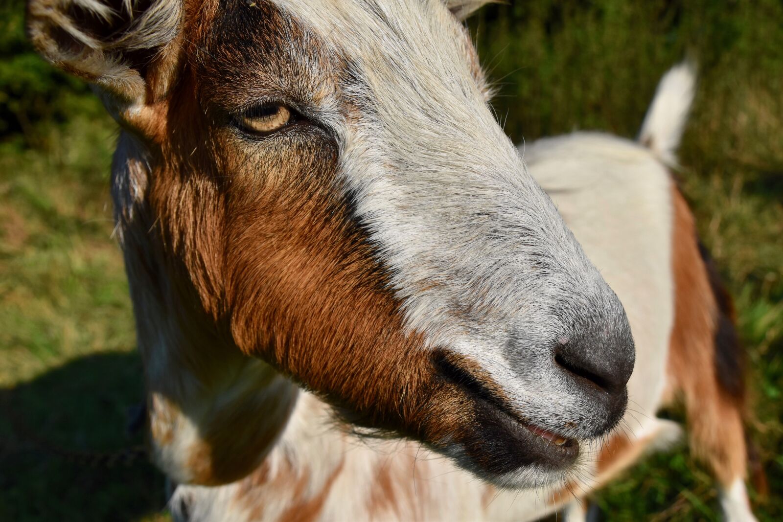 Nikon D5600 sample photo. Goat, ruminant, animal photography