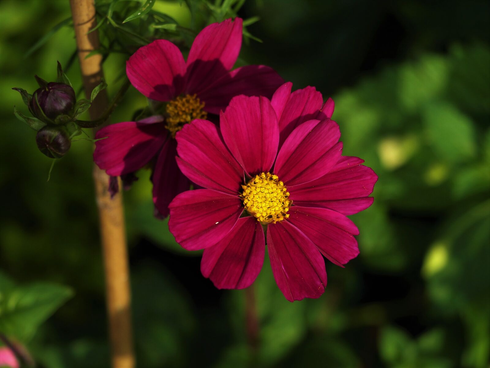 Canon EOS 7D Mark II + Canon EF-S 18-135mm F3.5-5.6 IS STM sample photo. Flower, cosmos, bloom photography