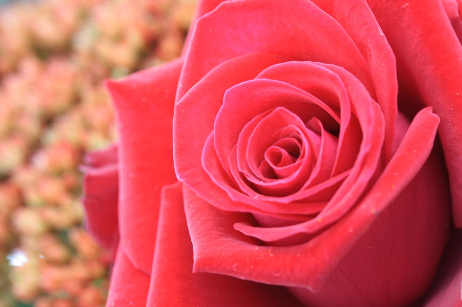 Canon EOS 1000D (EOS Digital Rebel XS / EOS Kiss F) sample photo. Flower, red, macro photography