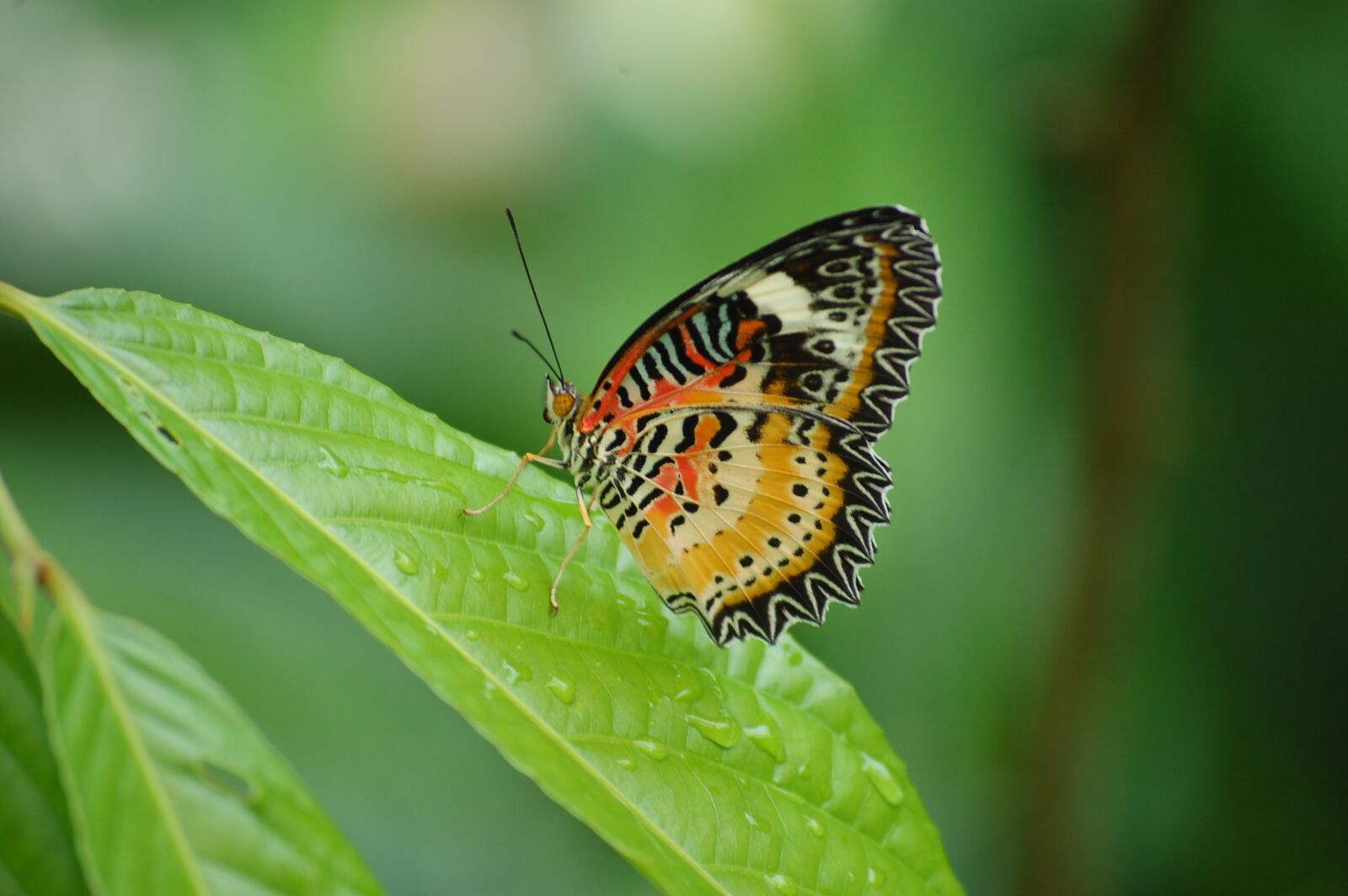 Nikon D40 sample photo. Butterfly, insect, colorful butterfly photography