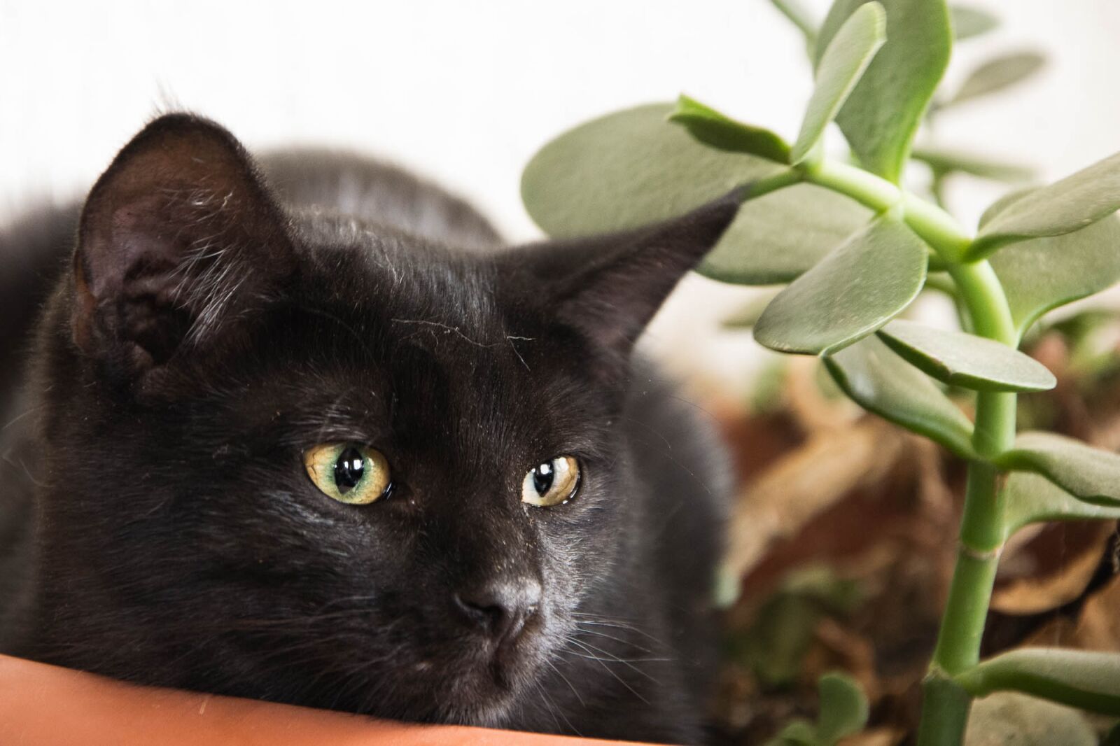 Nikon D7200 sample photo. Cat, animal, eyes photography