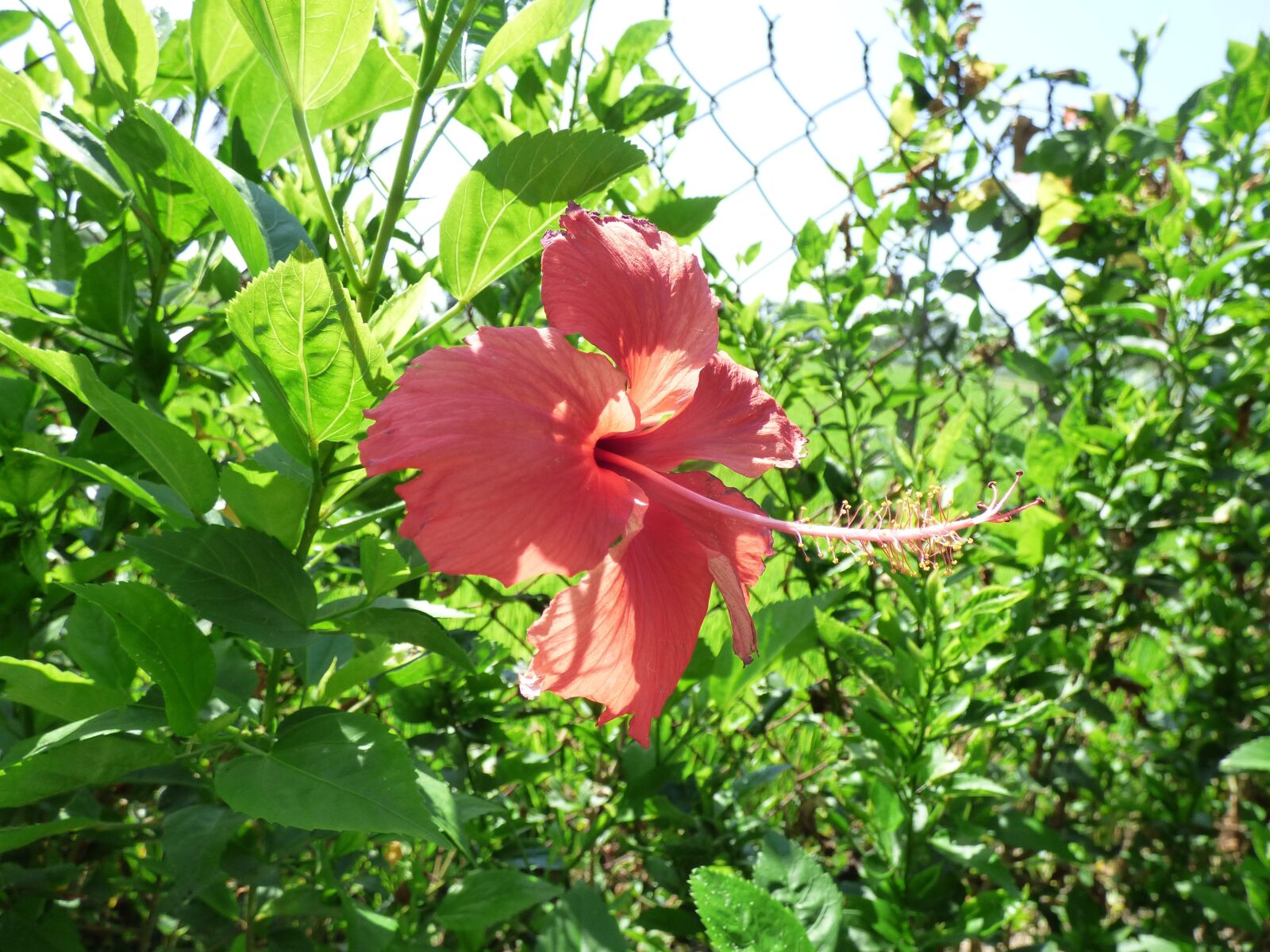 Panasonic Lumix DMC-FZ70 sample photo. Red, color red, flower photography