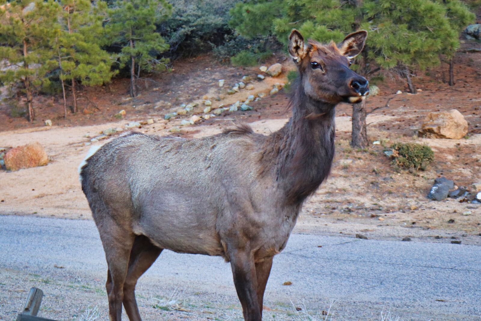 Canon EOS 200D (EOS Rebel SL2 / EOS Kiss X9) sample photo. Elk, forest, deer photography