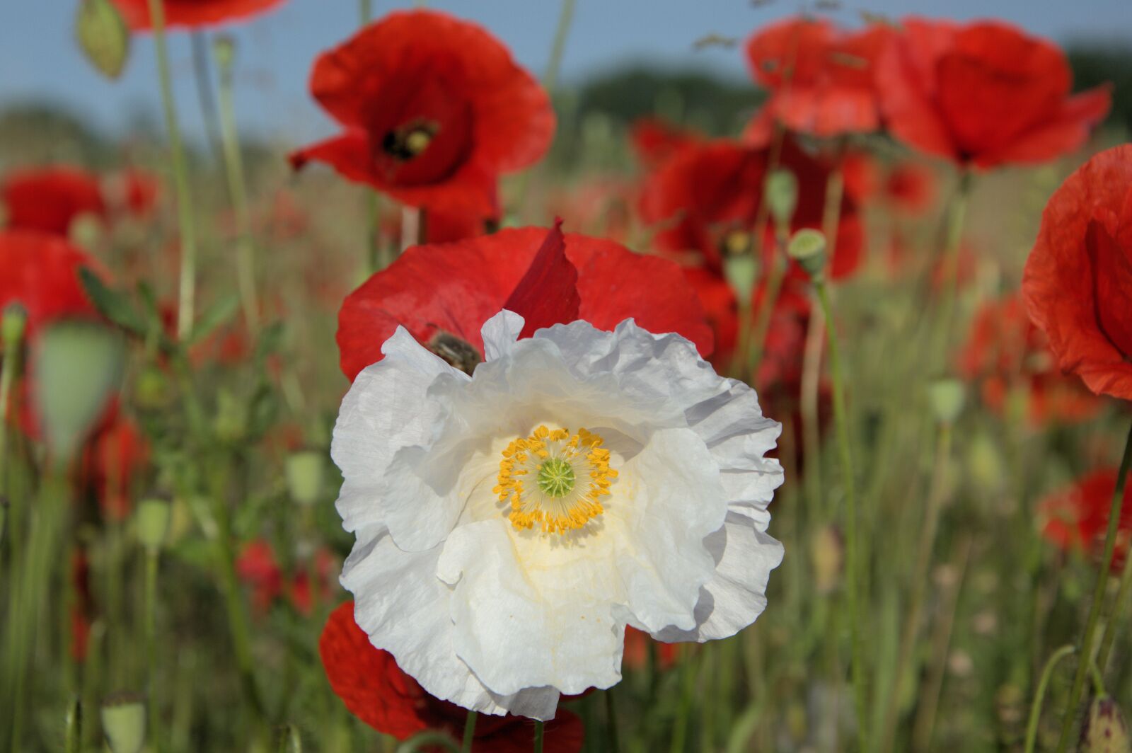 Nikon D3200 sample photo. Poppy, white, nature photography