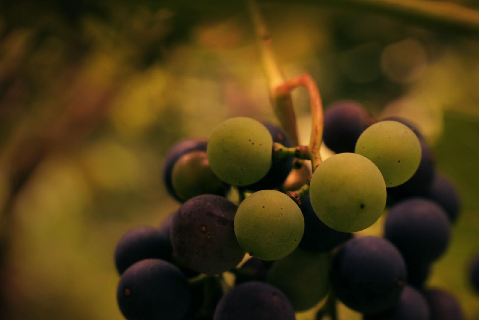 Canon EOS 100D (EOS Rebel SL1 / EOS Kiss X7) sample photo. Close, up, of, fruits photography