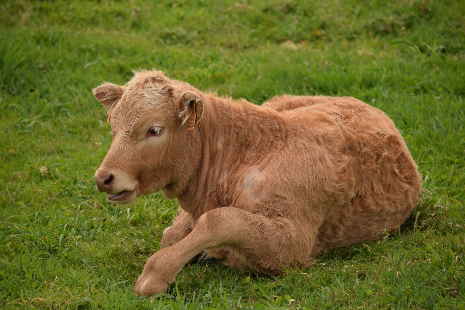 Nikon D3300 sample photo. Cattle, milk, dairy photography