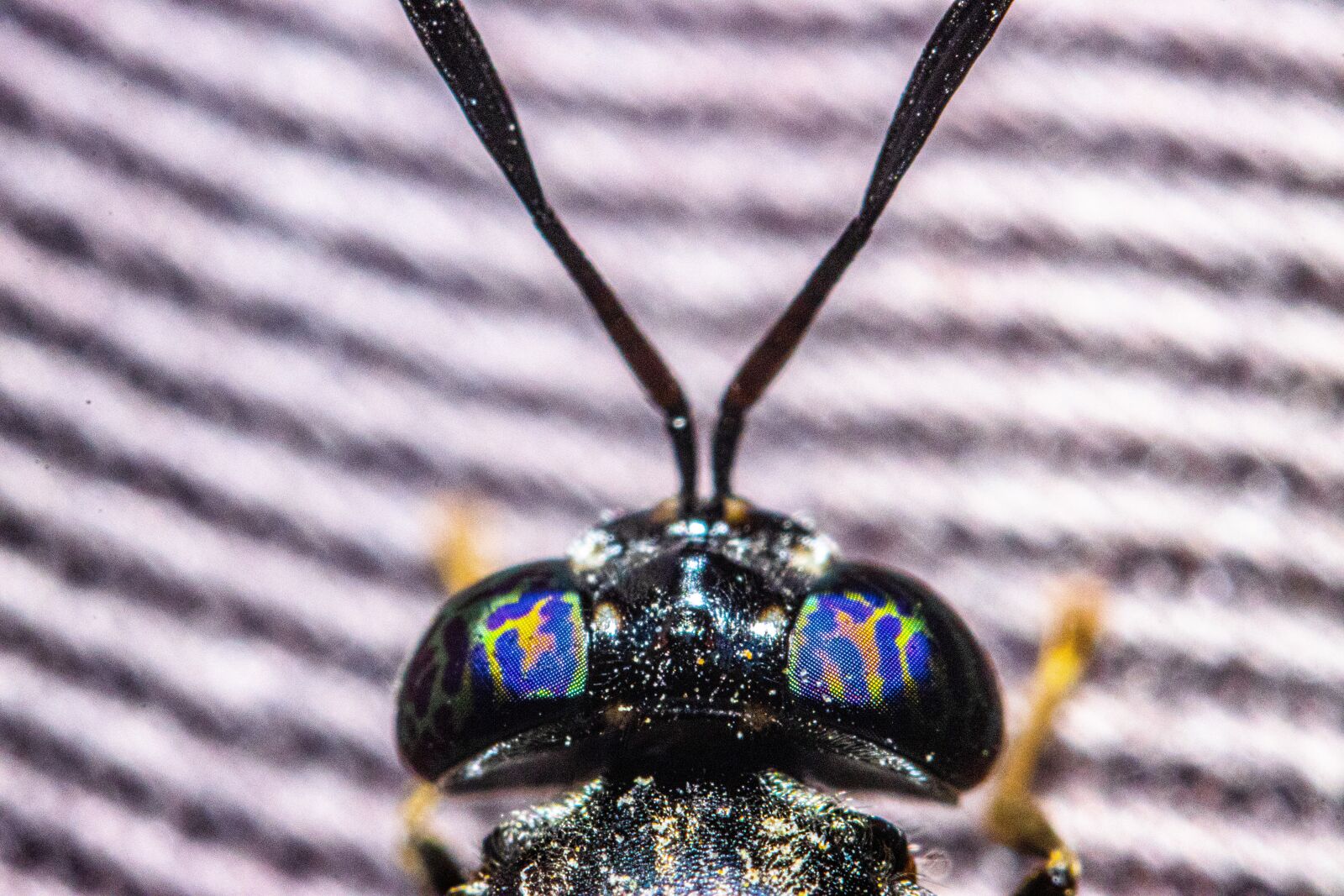 Canon EOS 90D sample photo. Bug, insect, fly photography