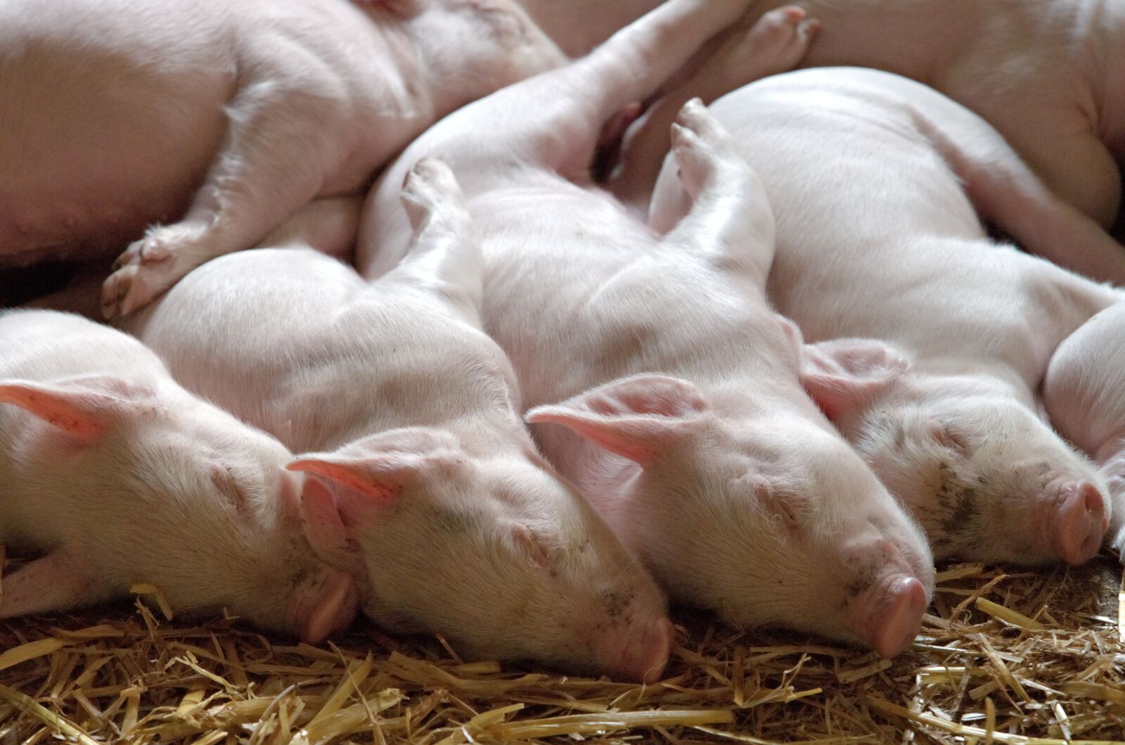 Olympus OM-D E-M5 sample photo. Piglet, litter, pig photography