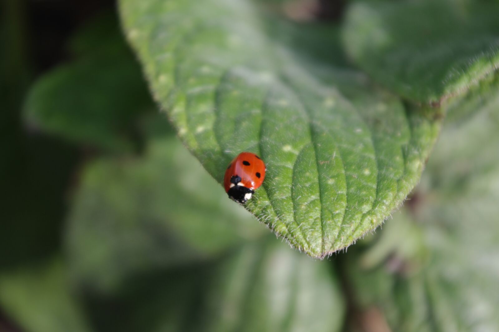 Pentax K-x sample photo. Ladybird, ladybug, nature photography