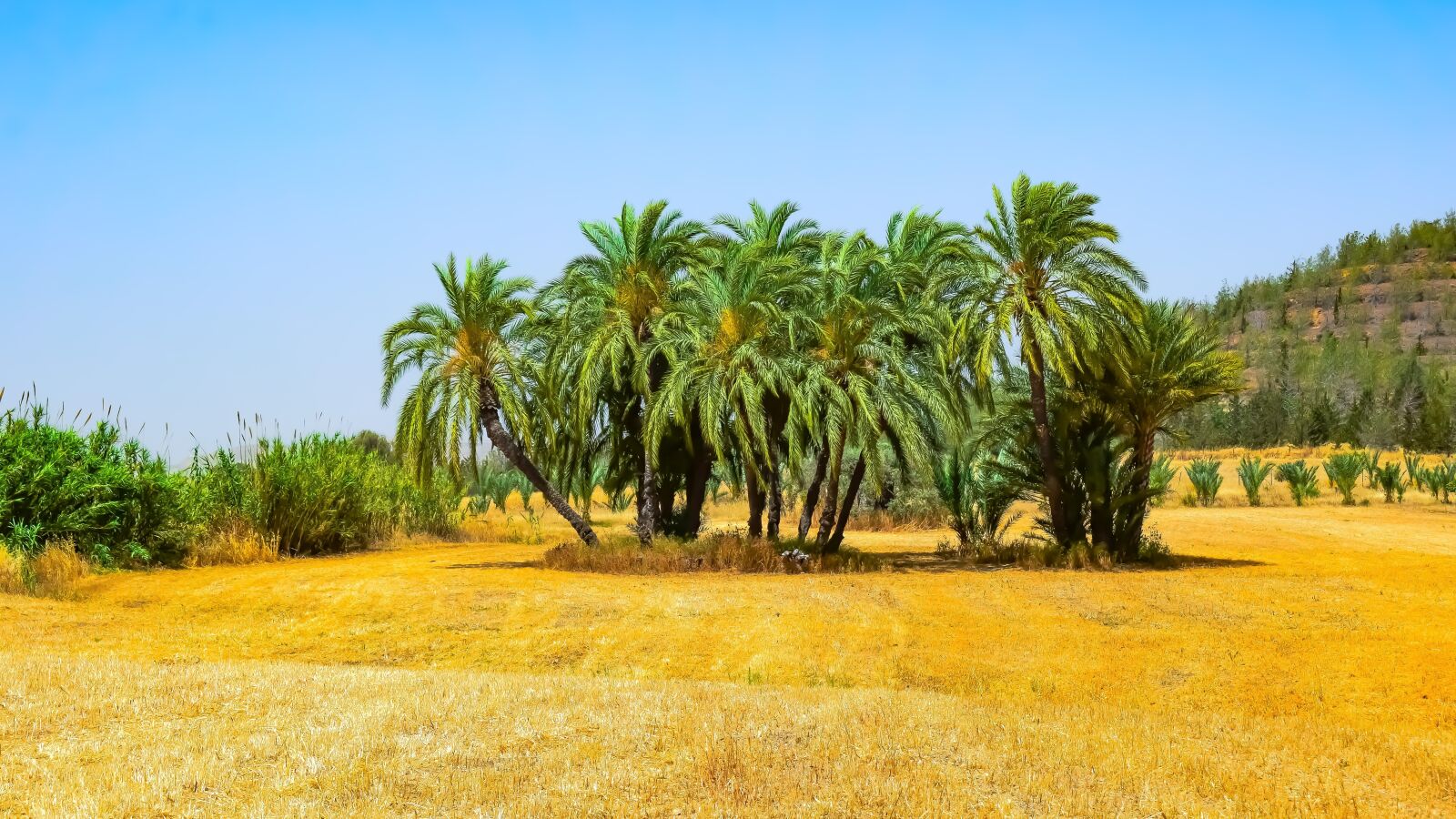 Nikon D3300 sample photo. Landscape, nature, trees photography