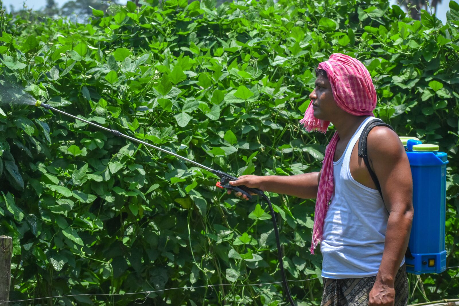 Nikon D3500 sample photo. Farmer, field, pesticide photography