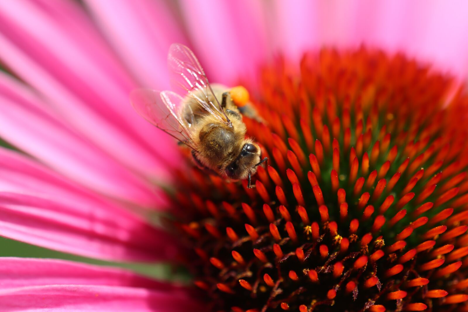 Canon EF 180mm F3.5L Macro USM sample photo. Bee, maze, macro photography