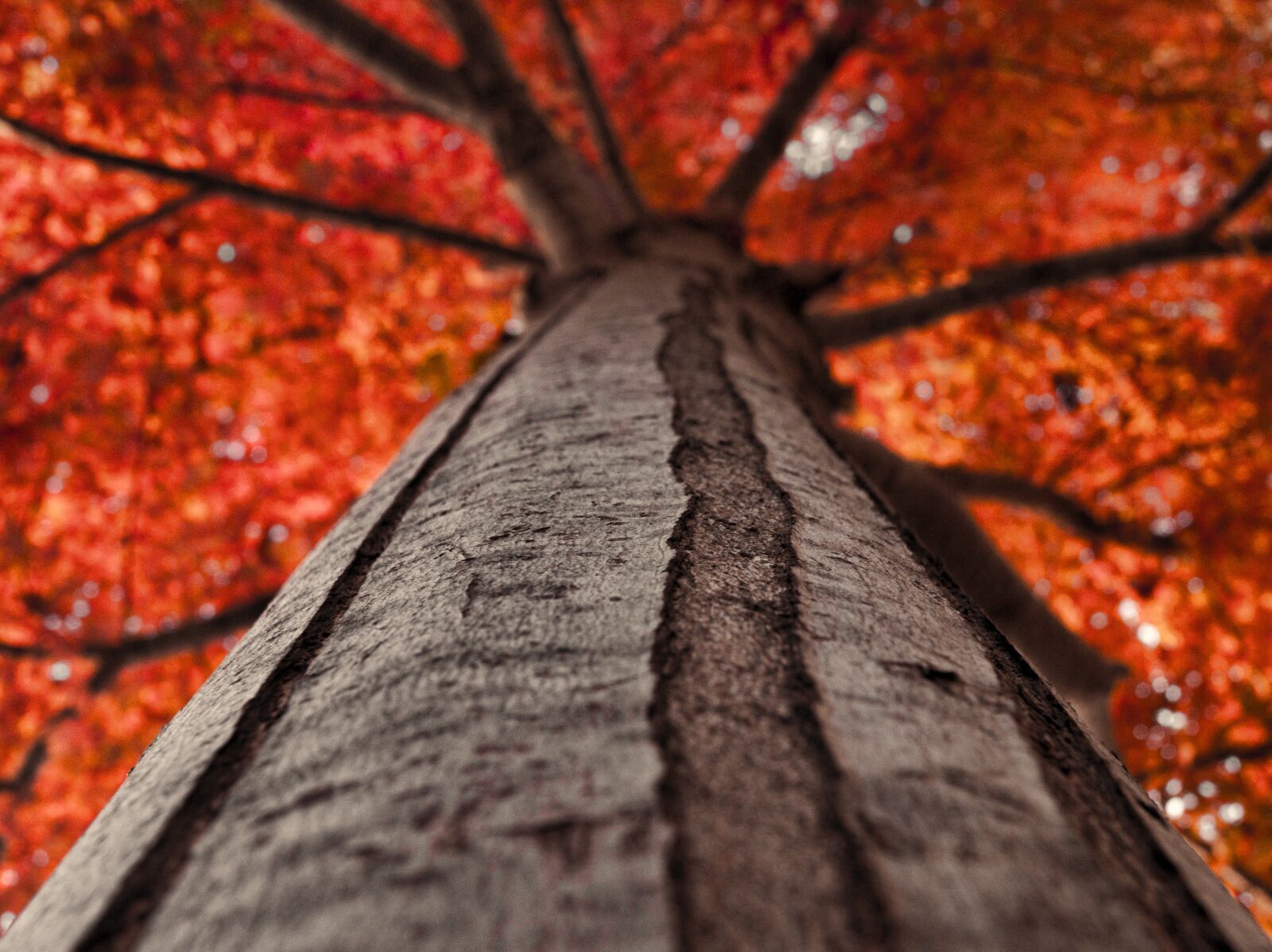 Sony SLT-A37 sample photo. Autumn, tree, nature photography
