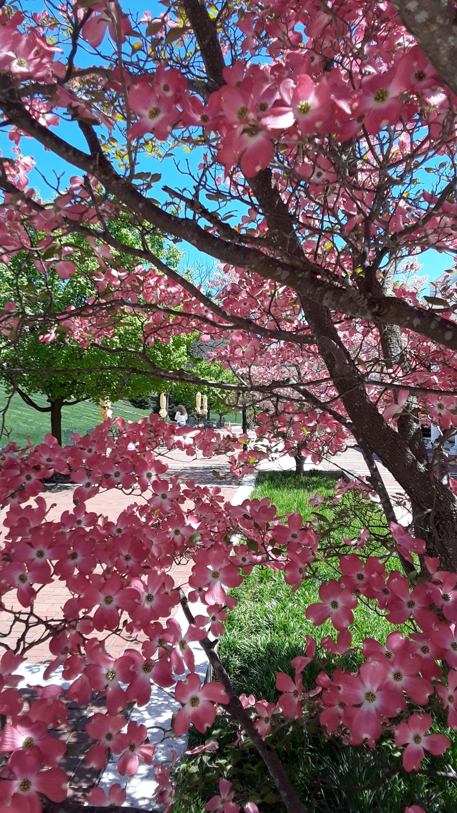 Samsung Galaxy J7 sample photo. Spring, blossoms, mbu photography