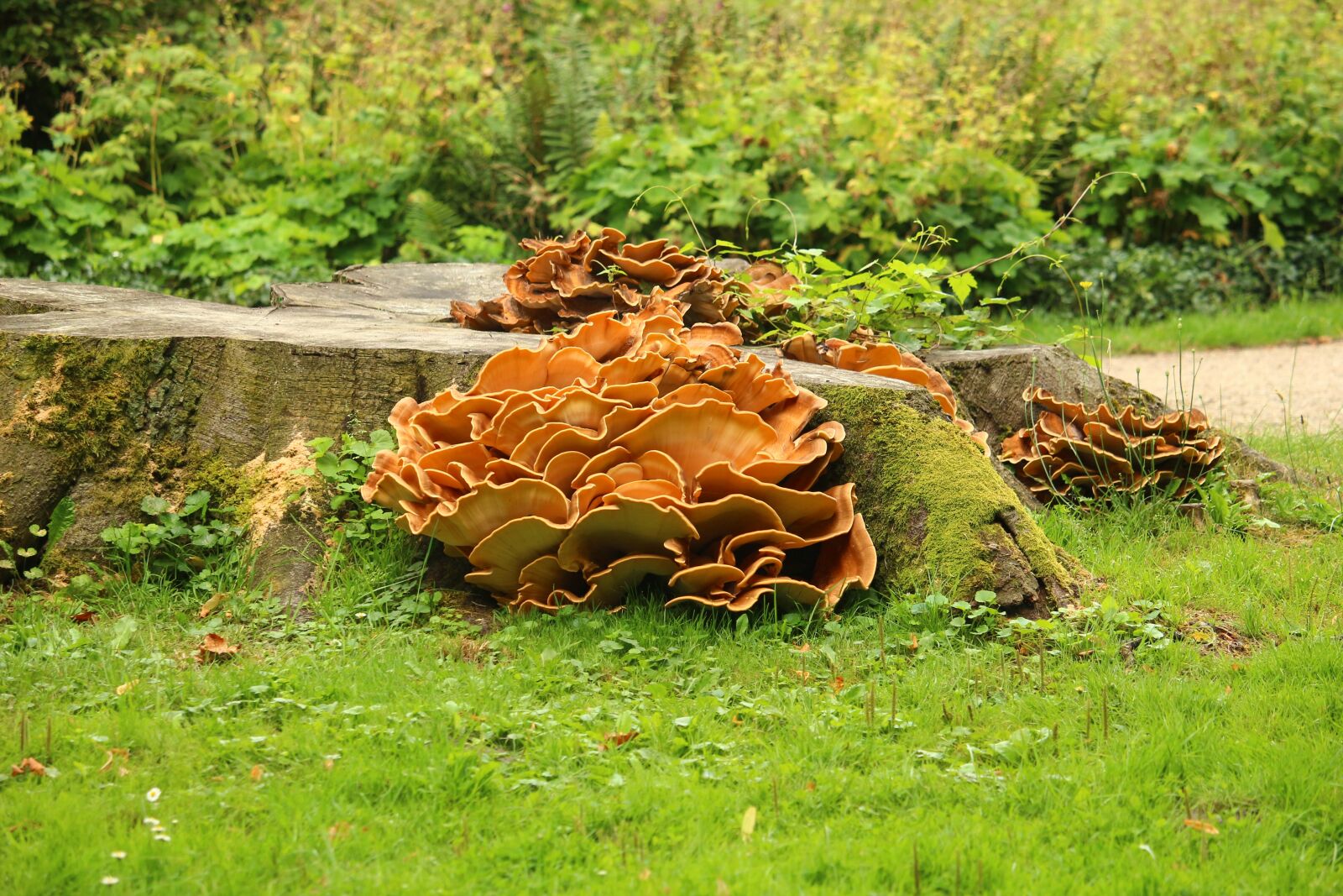 Canon EOS 100D (EOS Rebel SL1 / EOS Kiss X7) sample photo. Mushroom, tree stump, park photography