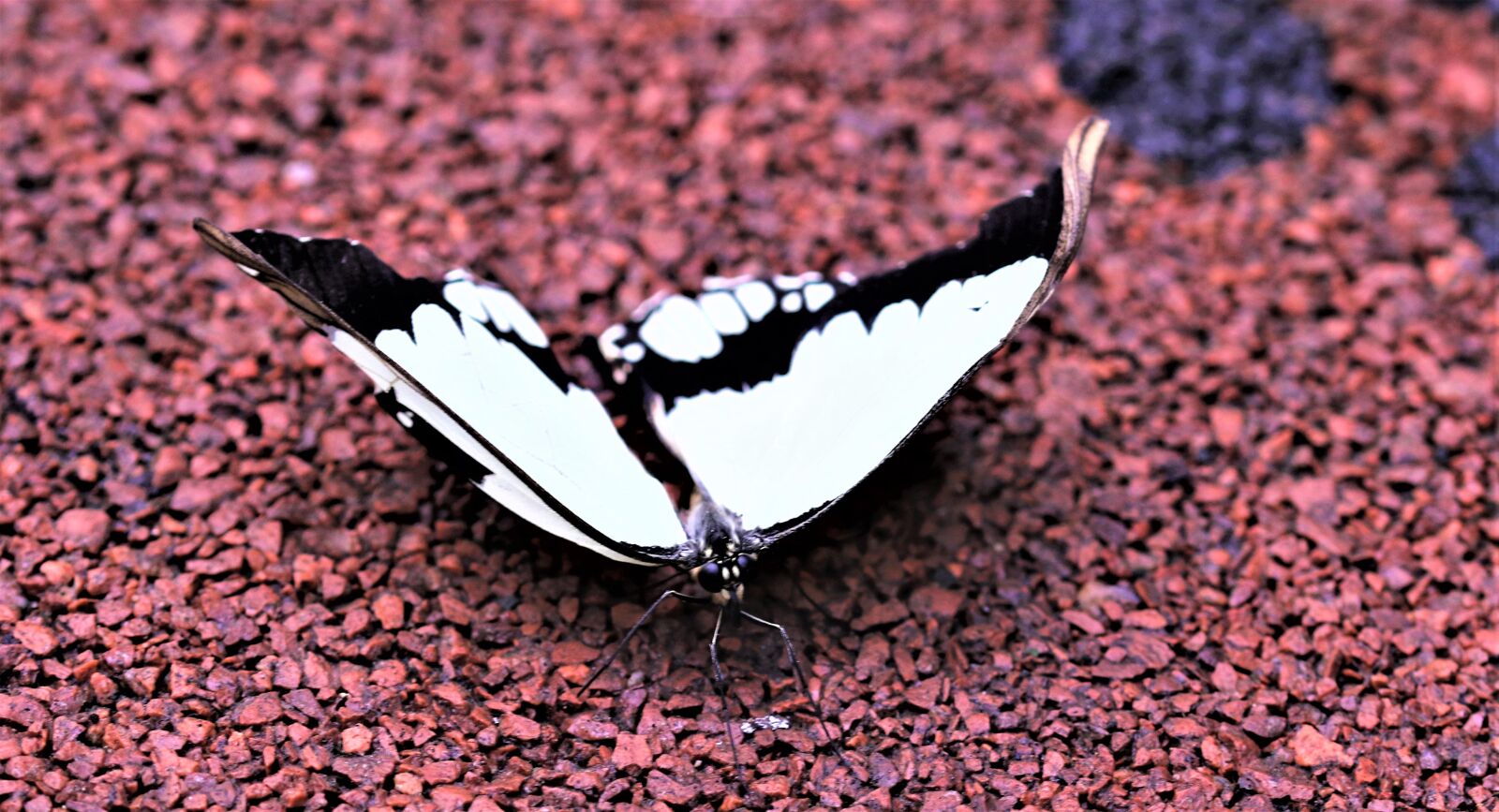 Canon EOS 7D Mark II sample photo. Butterfly, flying insect, insect photography