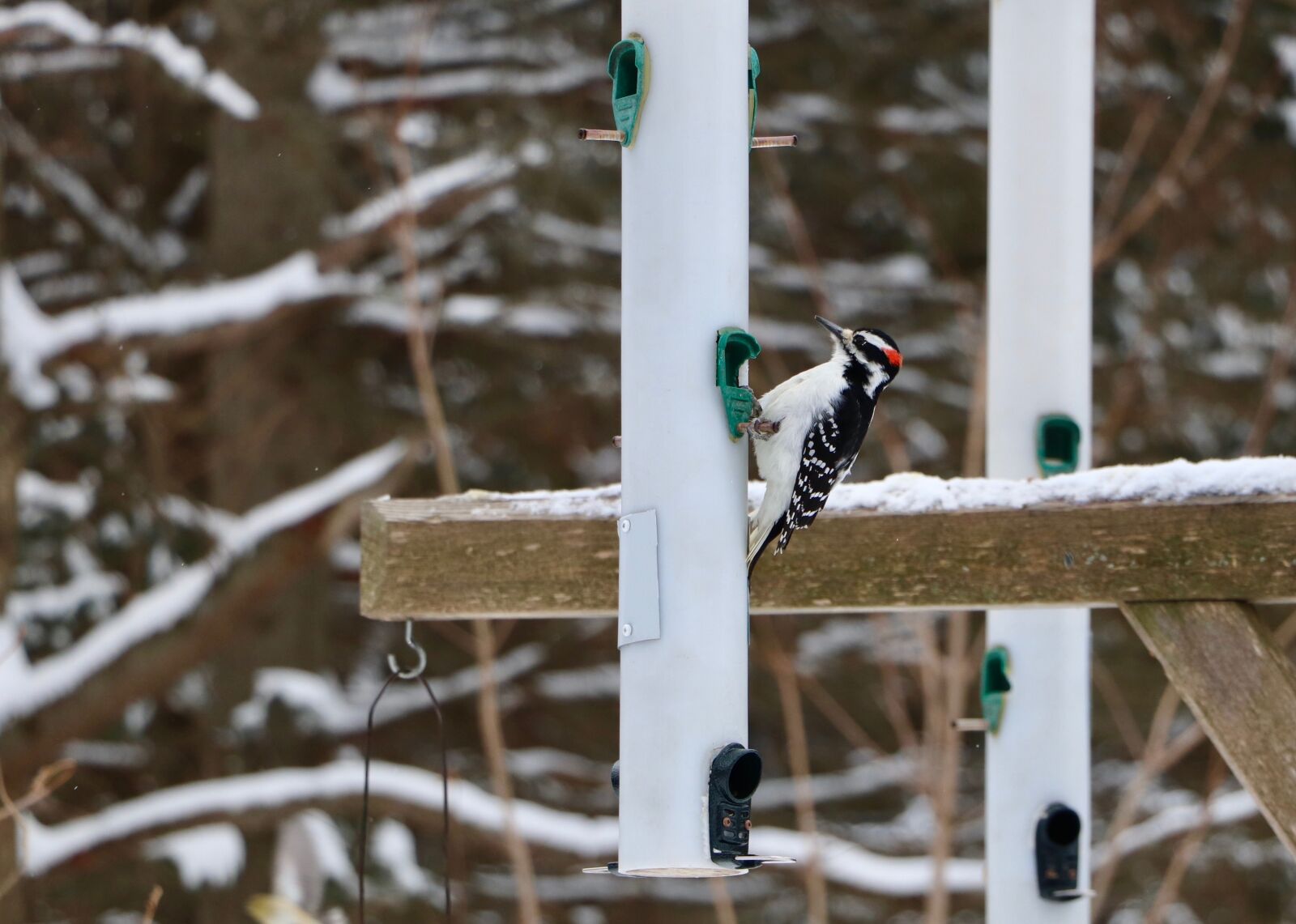Canon EOS 800D (EOS Rebel T7i / EOS Kiss X9i) sample photo. Bird, woodpecker, tree photography