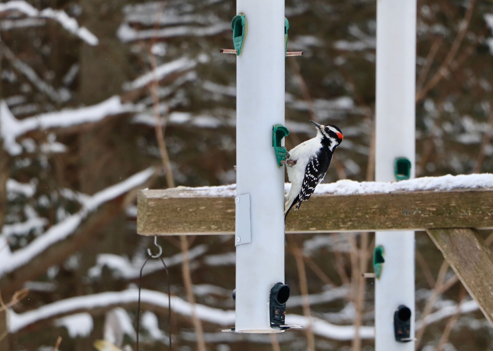 Canon EOS 800D (EOS Rebel T7i / EOS Kiss X9i) + Canon EF-S 18-135mm F3.5-5.6 IS STM sample photo. Bird, woodpecker, tree photography