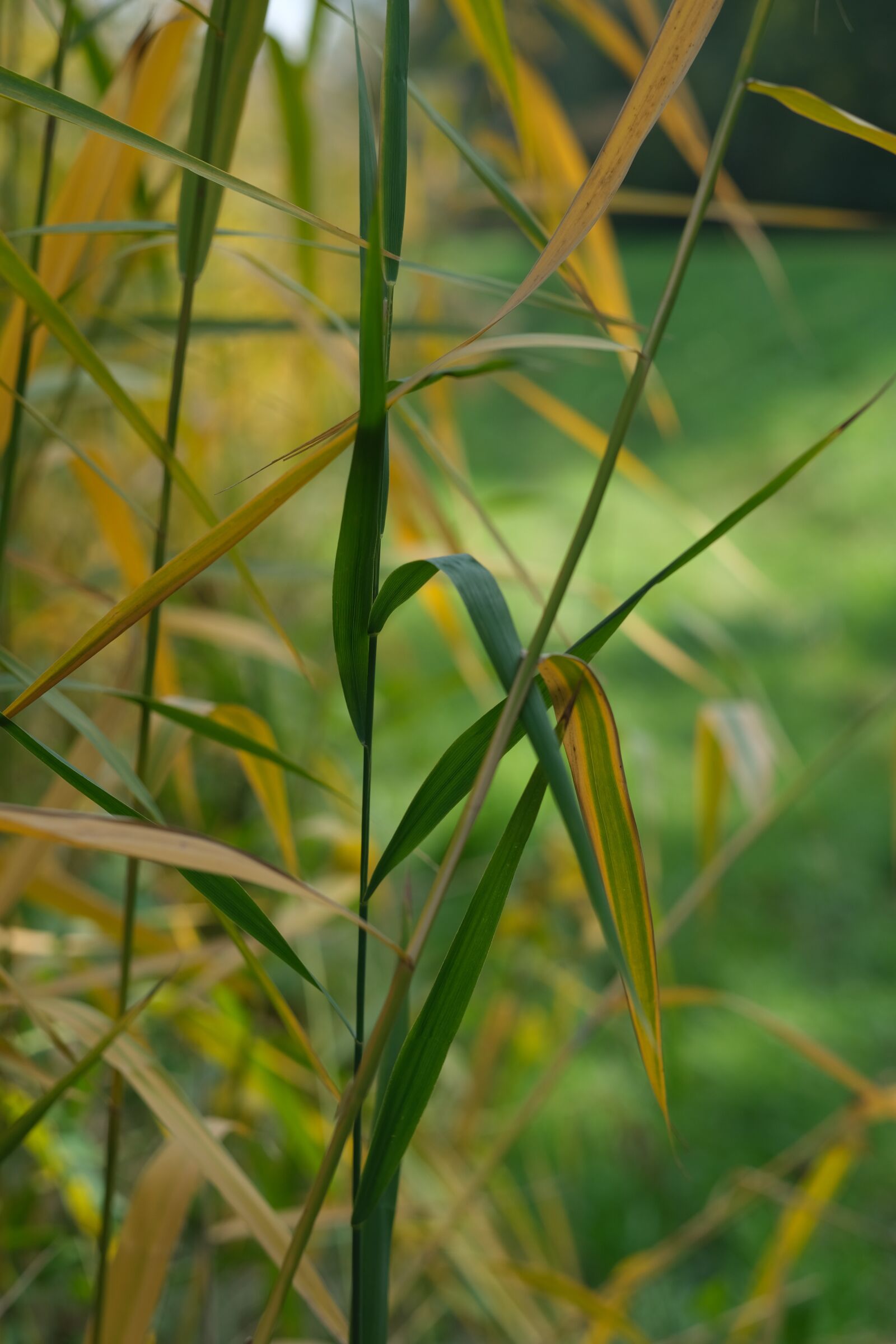 Fujifilm XF 56mm F1.2 R sample photo. Rushes, common reed, grass photography