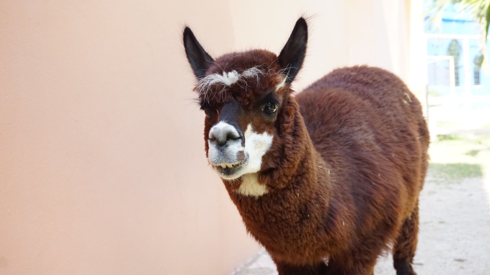Sony a5100 sample photo. Alpaca, safari, park photography