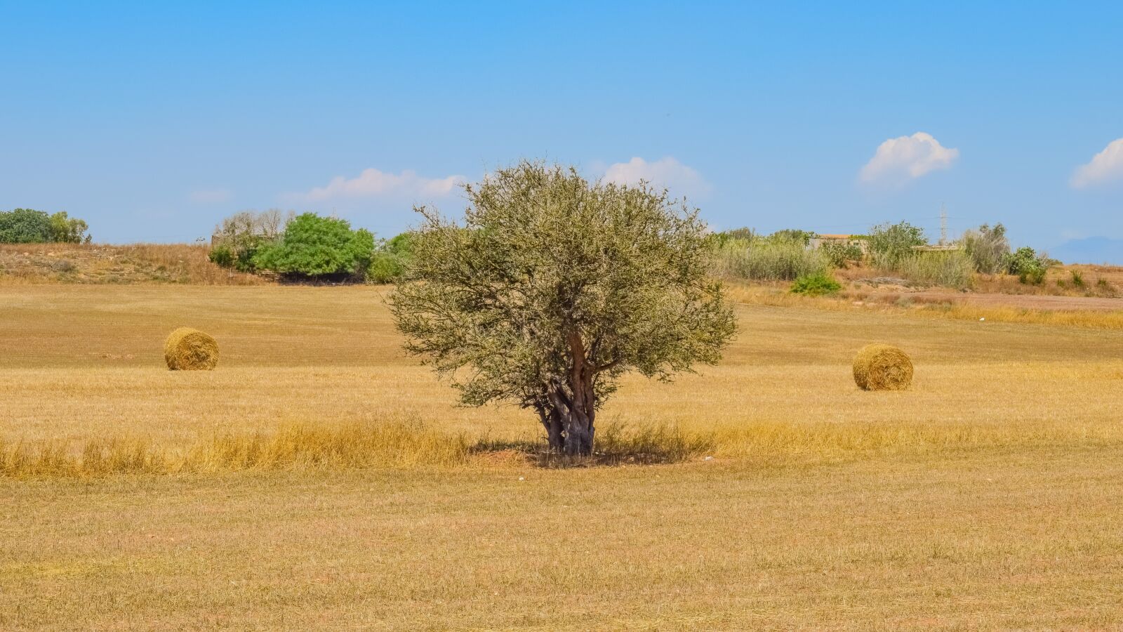 Nikon D3300 sample photo. Tree, hay, land photography