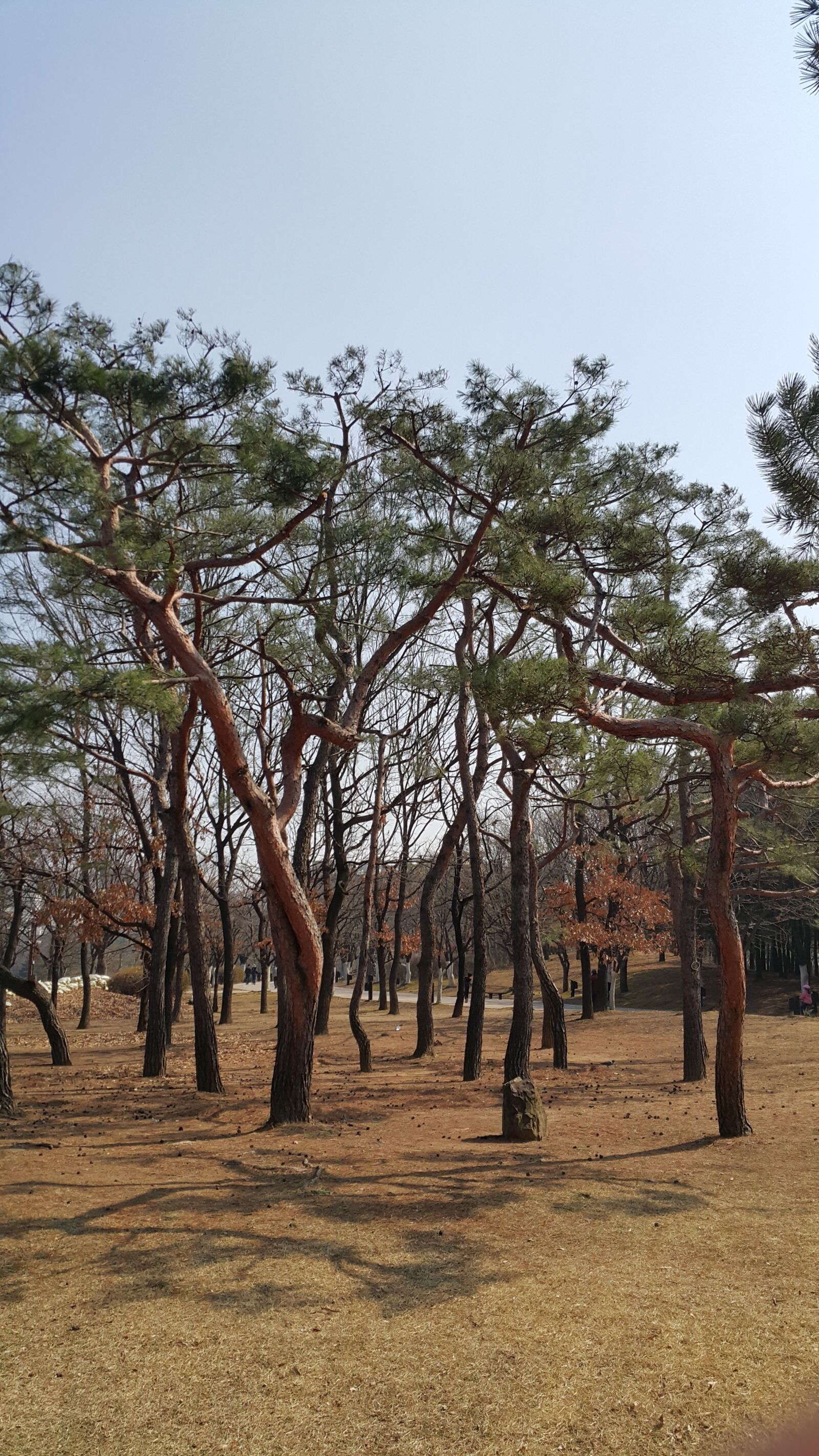 Samsung Galaxy Note4 sample photo. Nature, lake park, wood photography