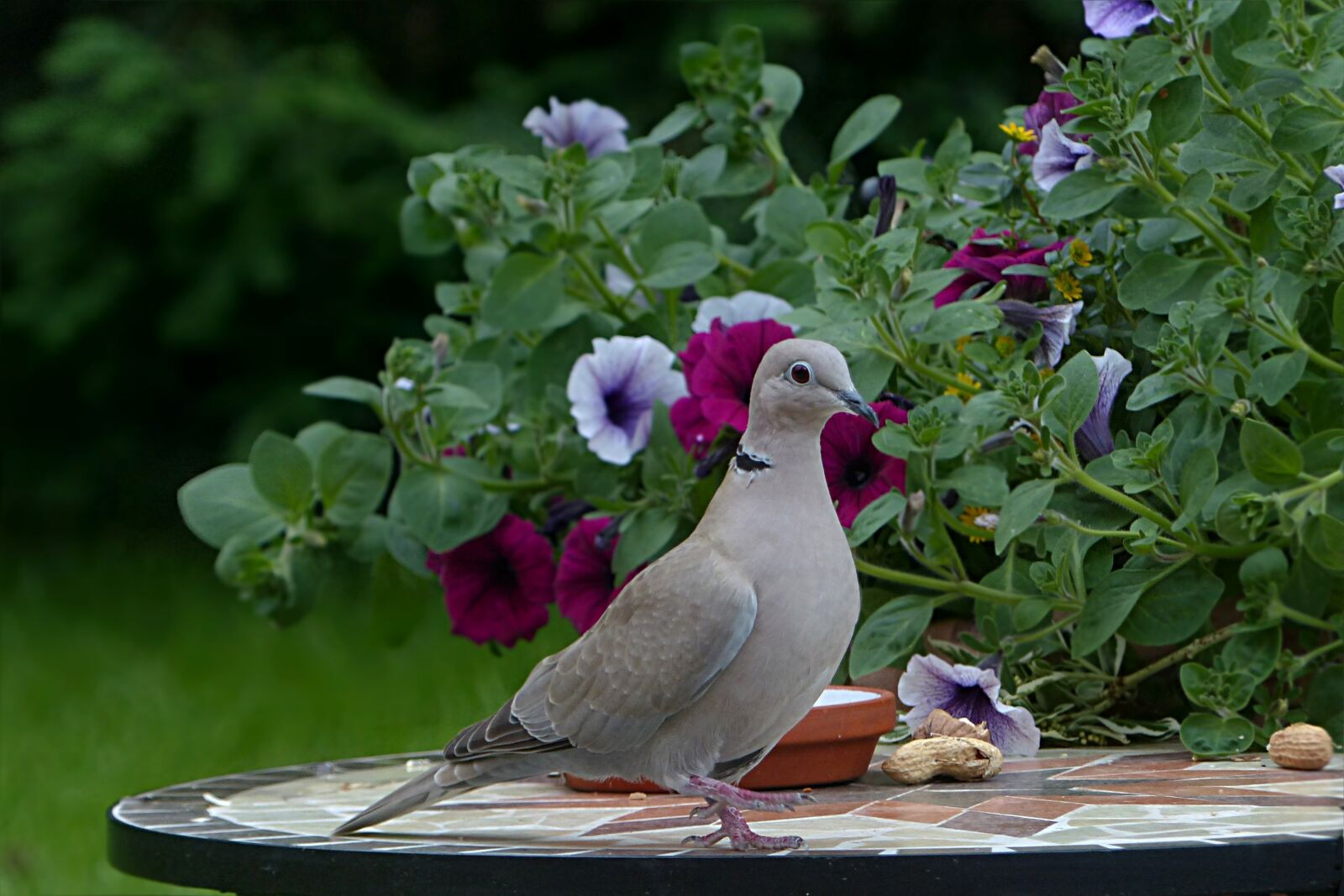 Panasonic Lumix DMC-FZ200 sample photo. Bird, dove, collared photography