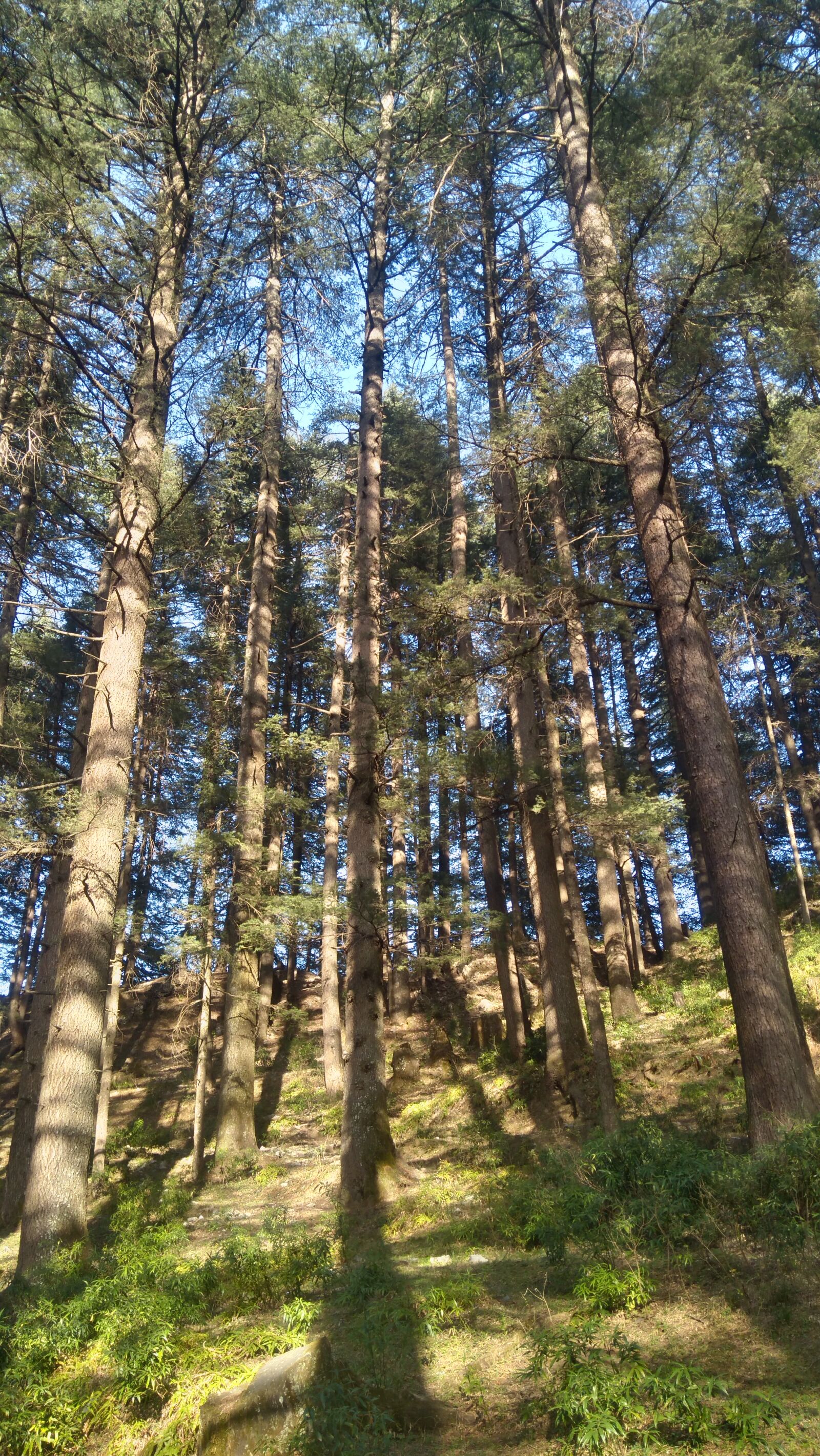 Lenovo K6 NOTE sample photo. Forest, hills, pine, trees photography