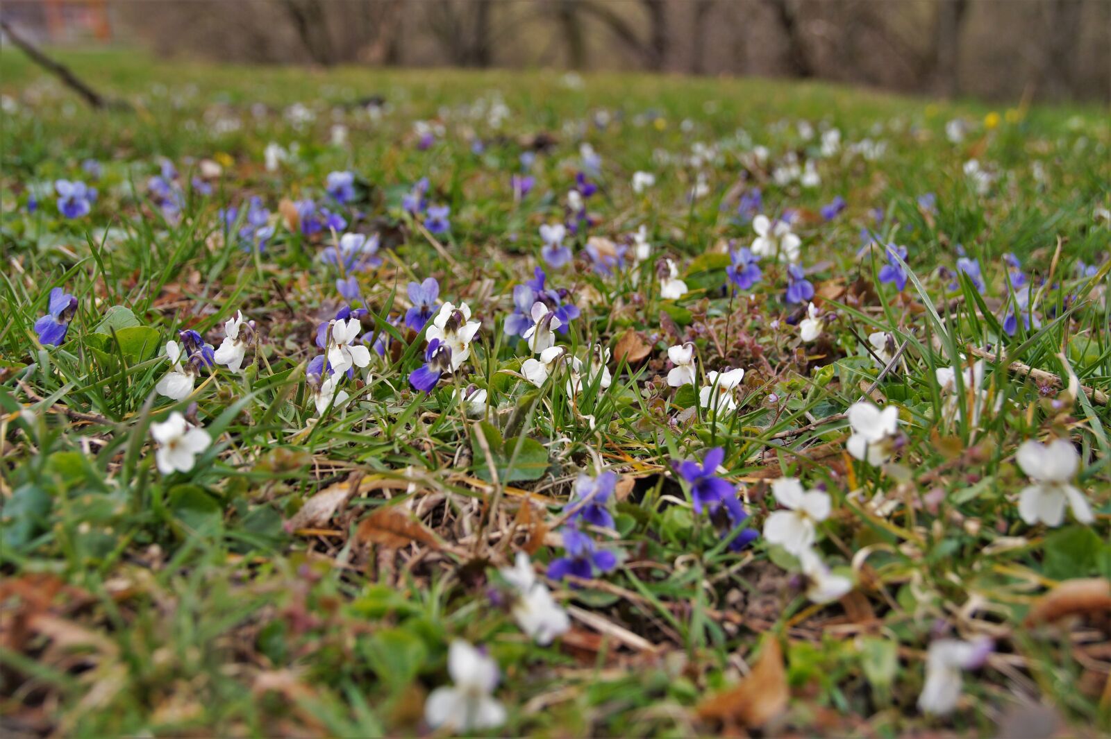 Sony SLT-A58 sample photo. Violets, whites, purple photography
