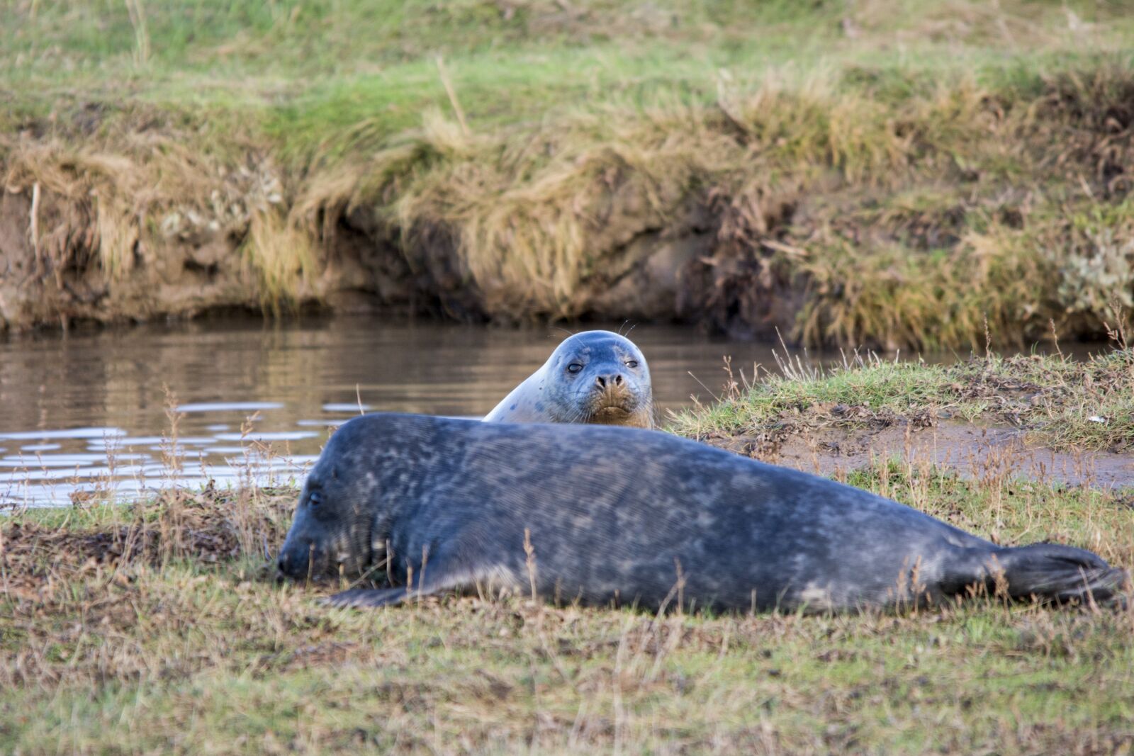 Nikon D5200 sample photo. Seals, wildlife, mammal photography