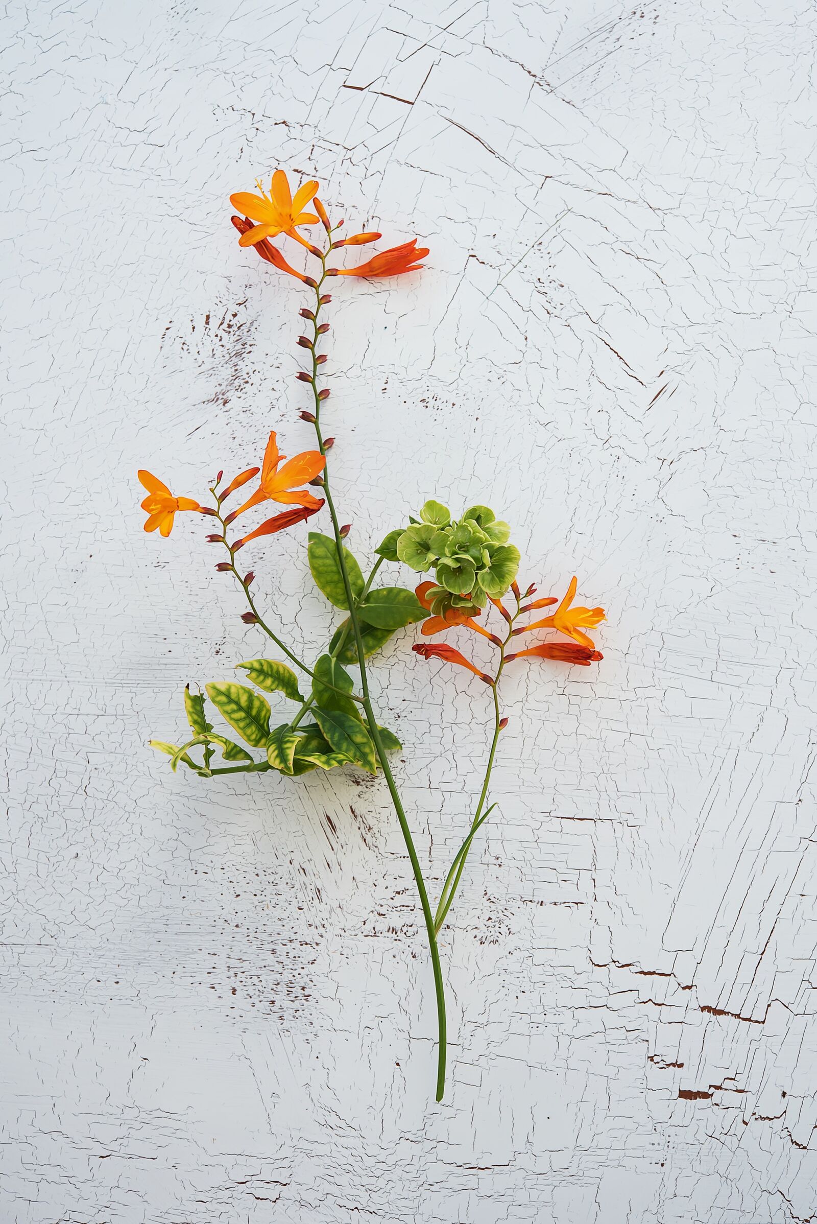 Nikon D750 sample photo. Crocosmia, schwertliliengewaechs, ornamental plant photography