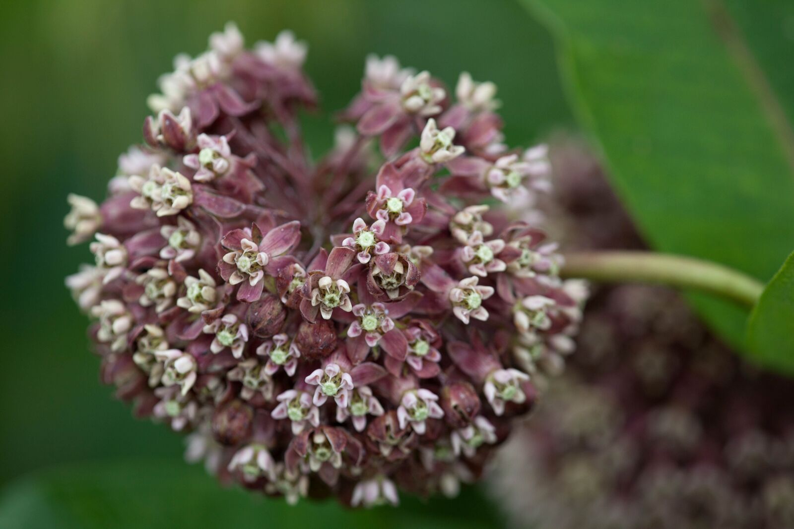 Canon EOS 5D Mark II sample photo. Flowering, plants, milkweed, flower photography
