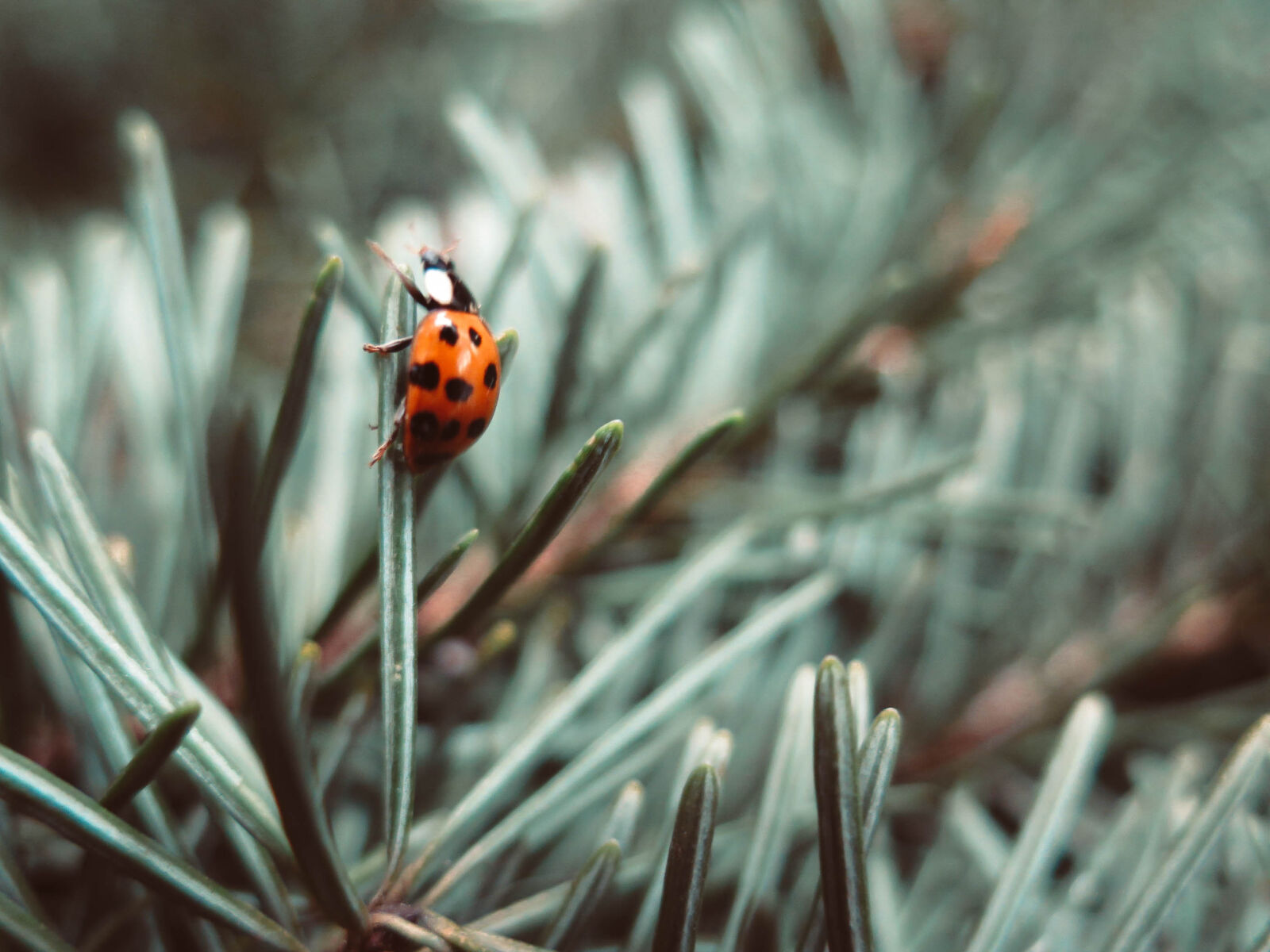 Canon PowerShot G16 sample photo. Close, up, of, ladybug photography
