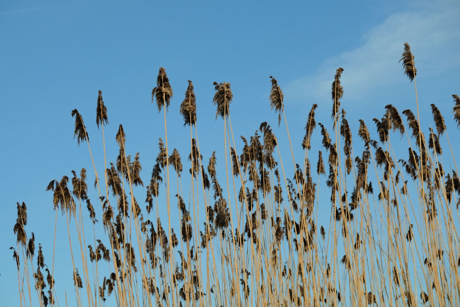 Fujifilm XF 18-55mm F2.8-4 R LM OIS sample photo