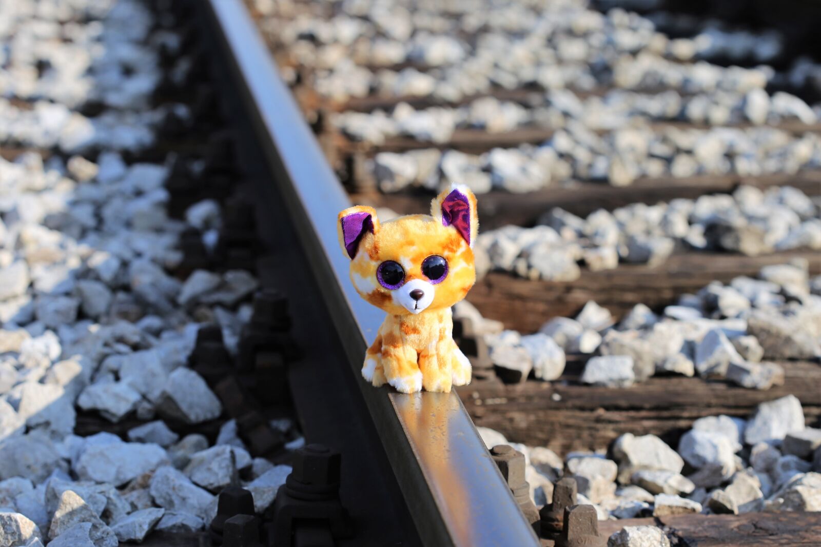 Canon EOS 6D + Canon EF 100mm F2.8 Macro USM sample photo. Stop children suicide, kitty photography