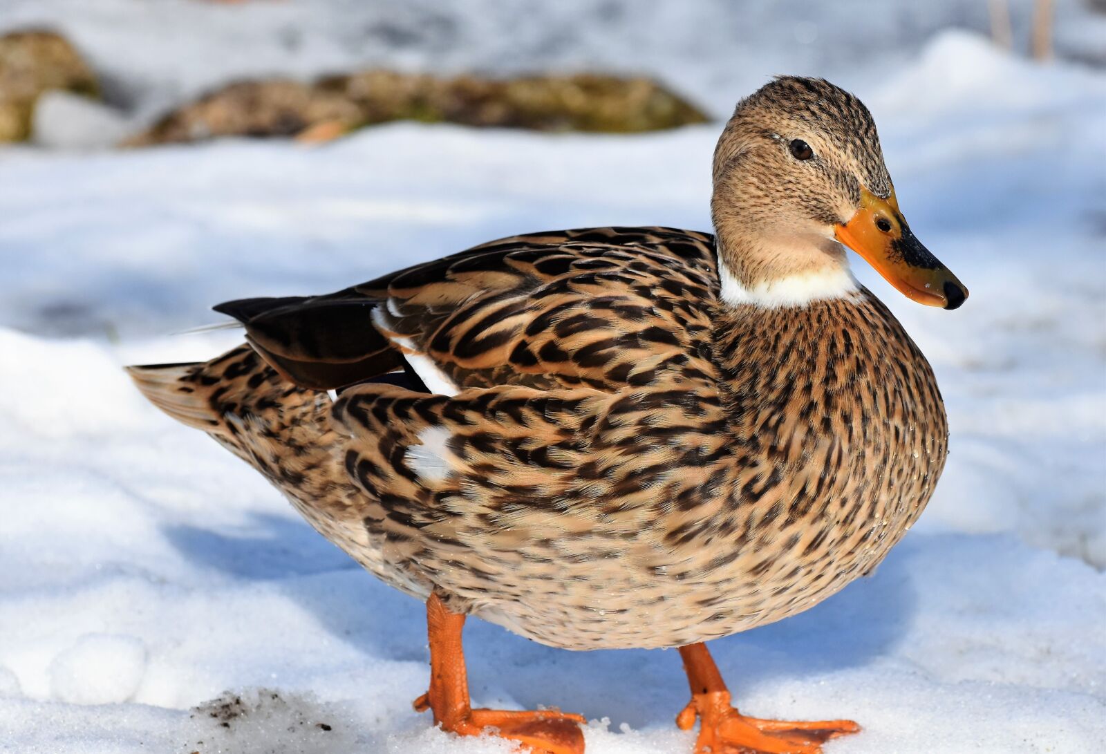 Nikon D7200 sample photo. Duck, water bird, mallard photography