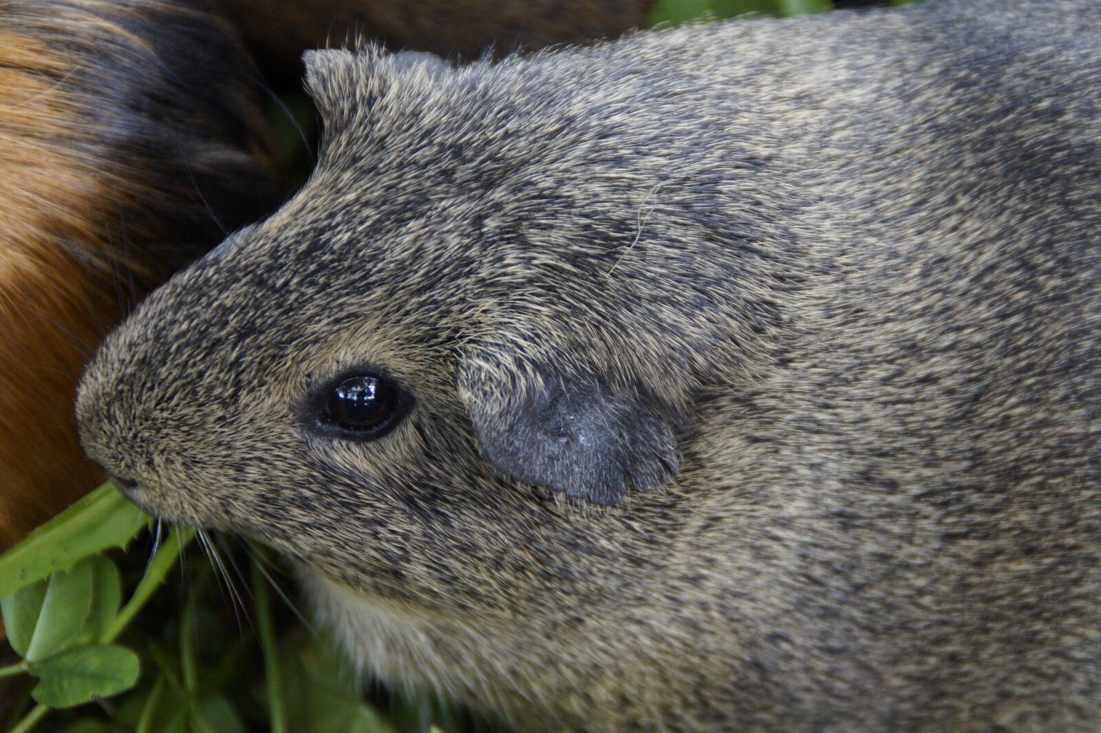 Sony SLT-A58 sample photo. Guinea pig, cute, rodent photography