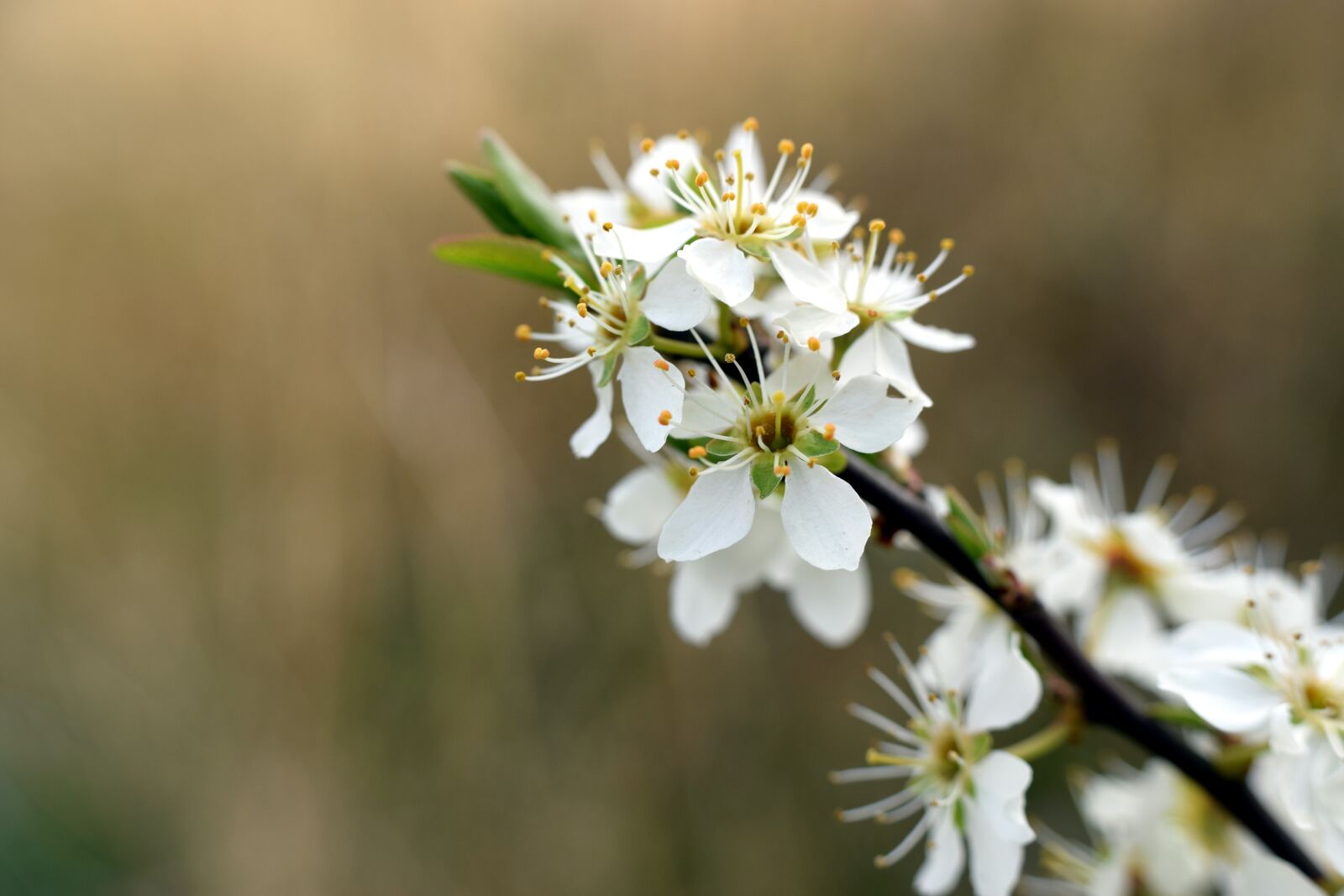 Nikon D5300 sample photo. Hawthorn, blossom, bloom photography