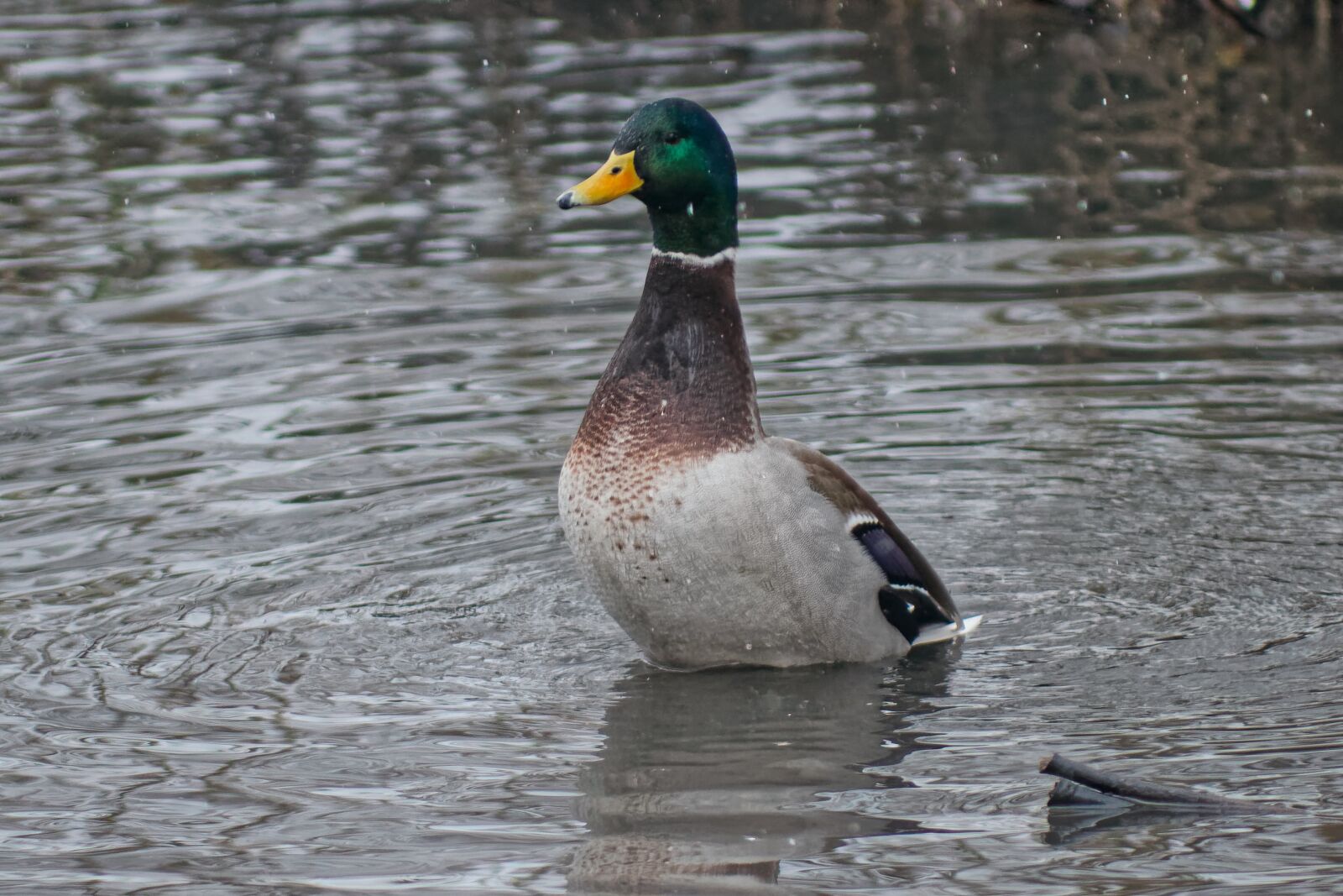 Canon EOS 500D (EOS Rebel T1i / EOS Kiss X3) sample photo. Duck, drake, water photography