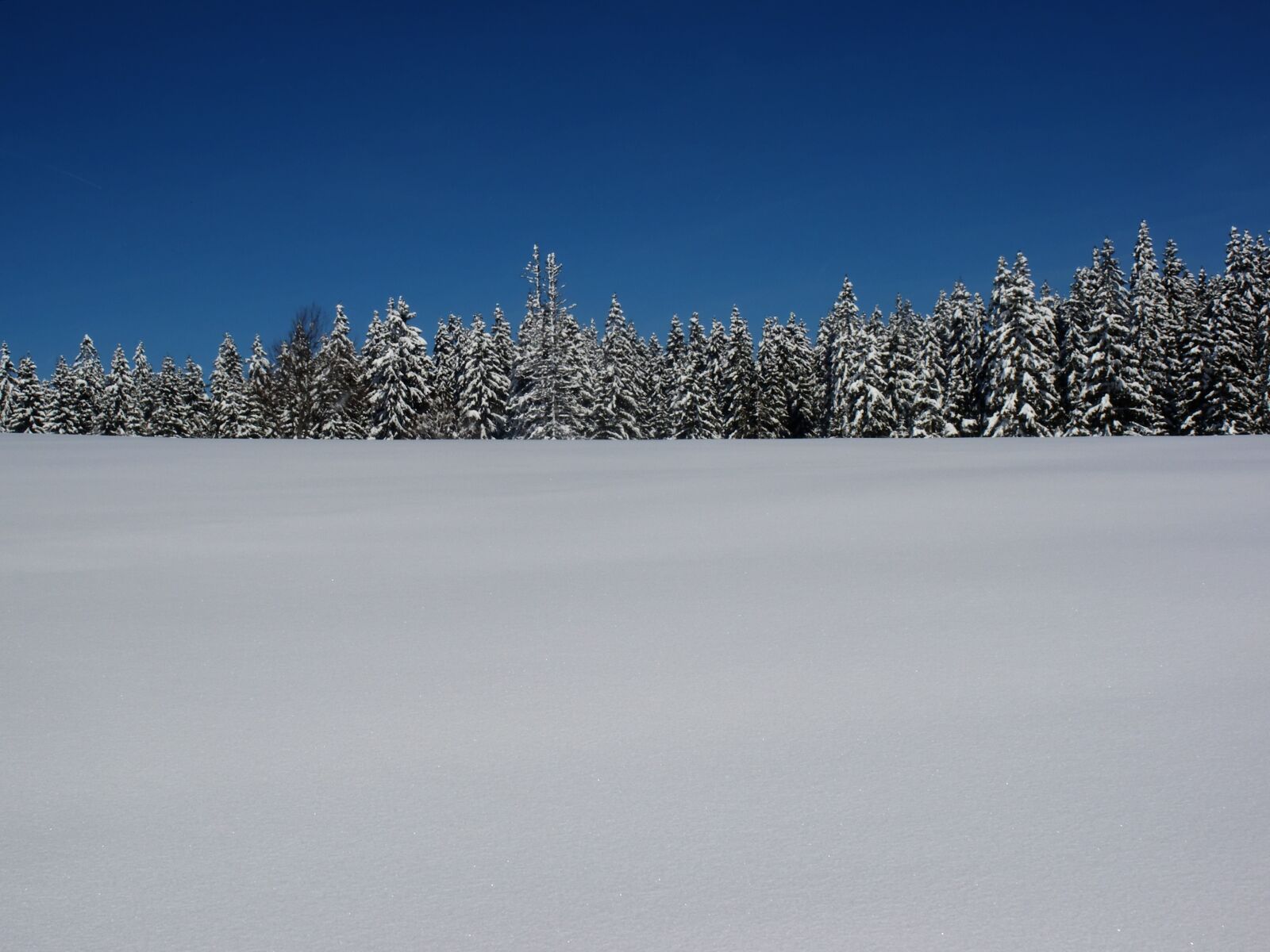 Pentax Optio M60 sample photo. Snow, fir, landscape photography