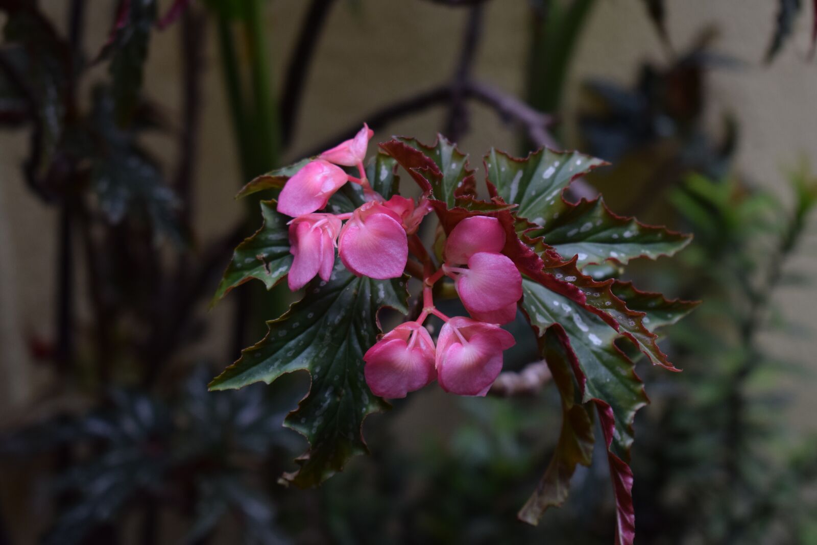 Nikon D5300 sample photo. Pink, green, nature photography