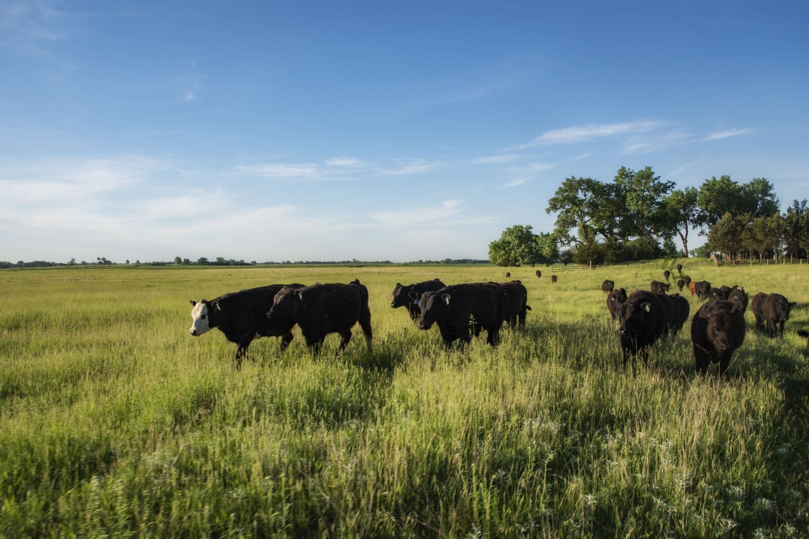 Nikon D810 sample photo. Cattle, livestock, pasture photography